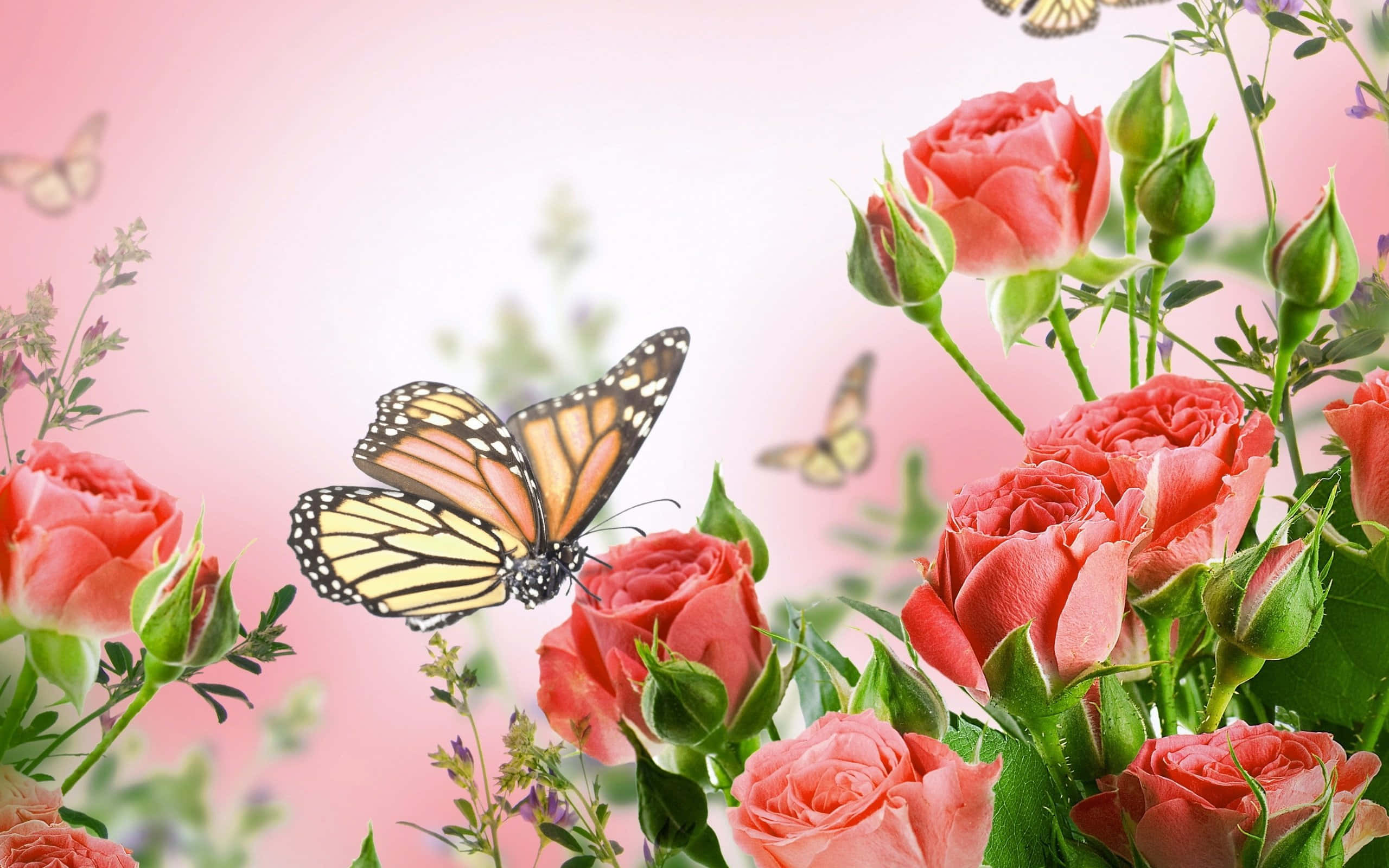 monarch butterfly, coral roses, soft pink gradient background, 2K Desktop Wallpaper