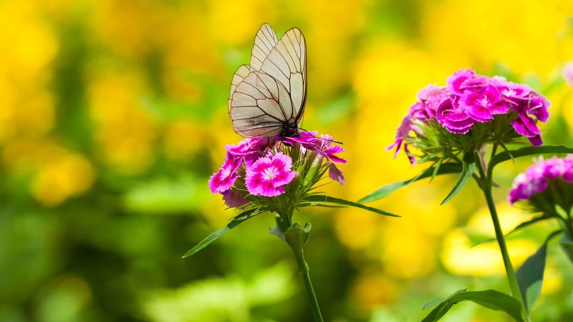 Flowers And Butterflies, mustard field, white butterfly, Full HD Desktop Wallpaper