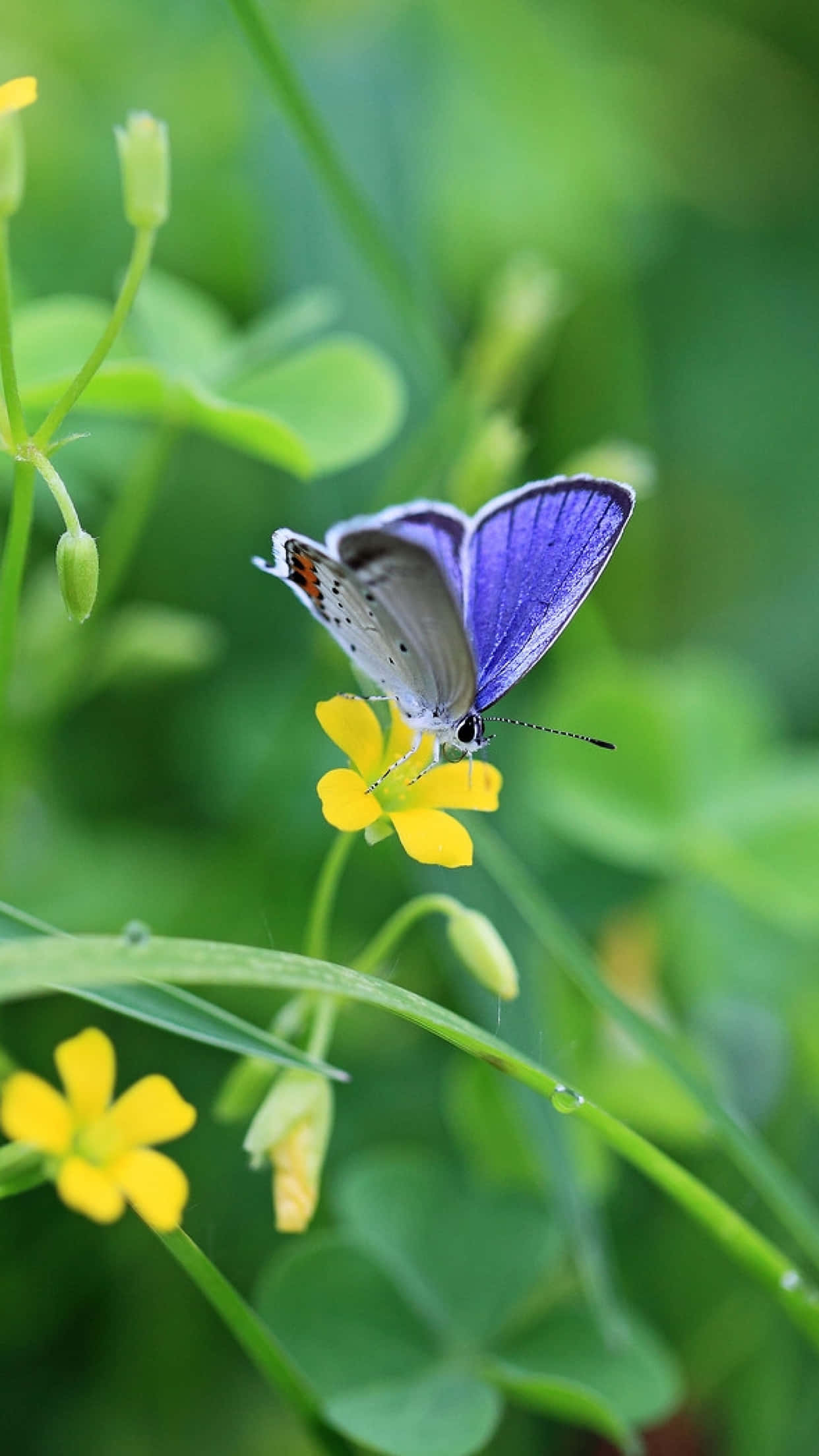 Yellow Flowers And Butterflies Purple HD, purple butterfly, bright yellow flower, Full HD Phone Wallpaper