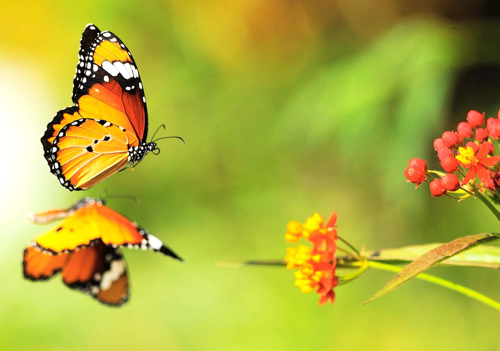 Flowers And Butterflies, monarch butterflies, orange and yellow milkweed flowers, HD Desktop Wallpaper