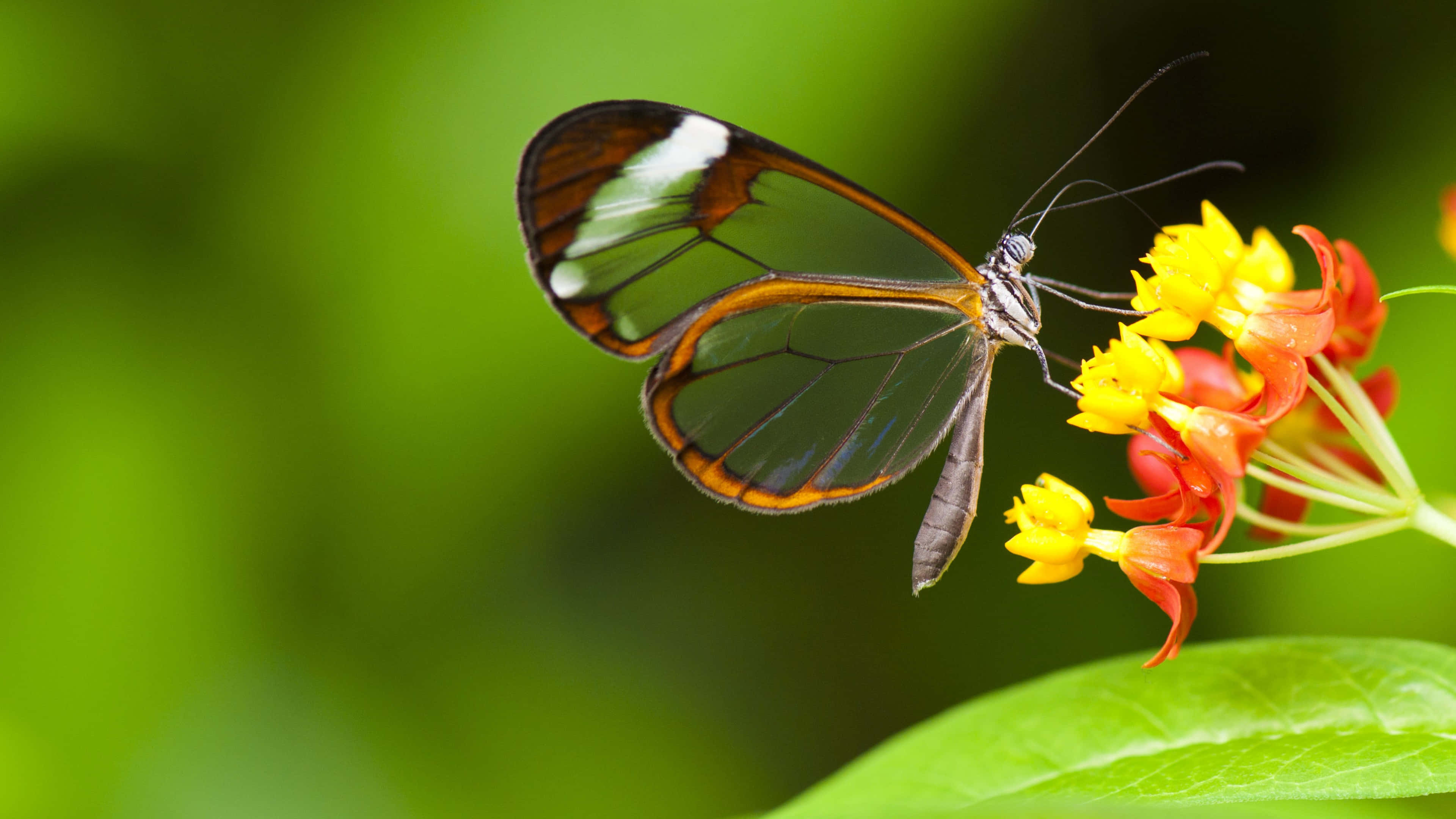 glasswing butterfly, transparent wings, orange borders, 4K Desktop Wallpaper