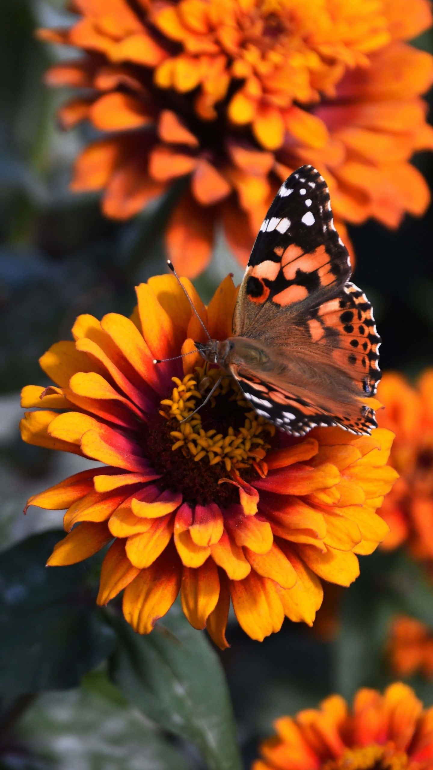 Flowers And Butterflies, orange butterfly, black butterfly, 2K Phone Wallpaper