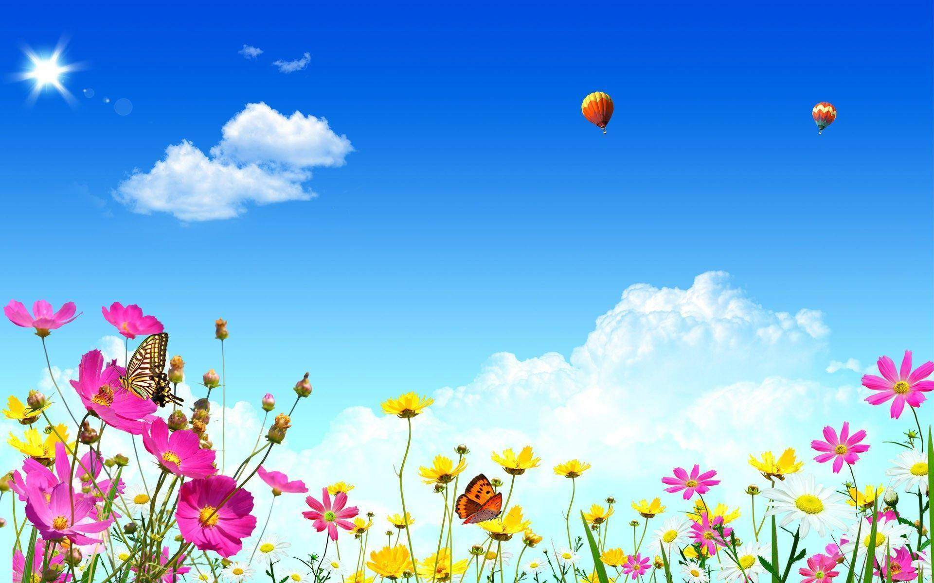purple yellow cosmos, butterflies, spring, Full HD Desktop Wallpaper