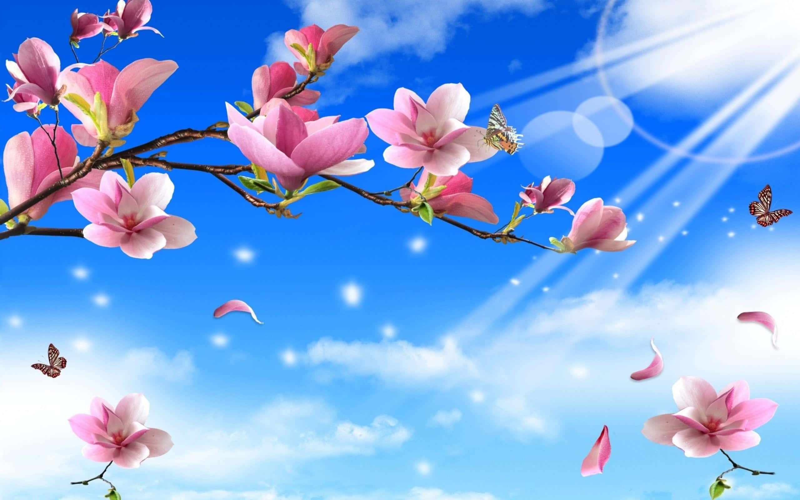 Flowers And Butterflies, pink magnolia blossoms, butterflies, 2K Desktop Wallpaper