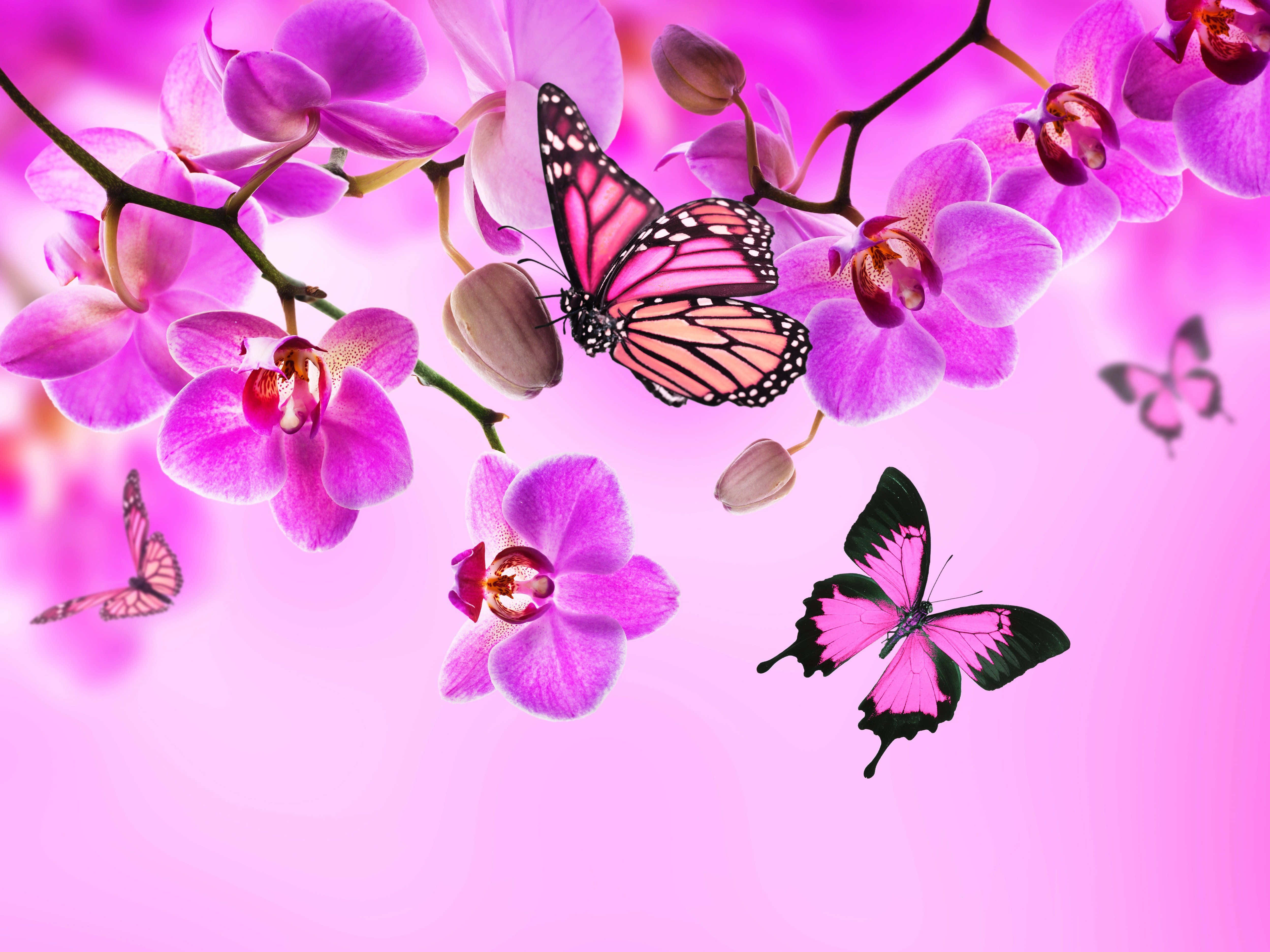 pink orchids, monarch butterflies, pink-black butterflies, 4K Desktop Wallpaper