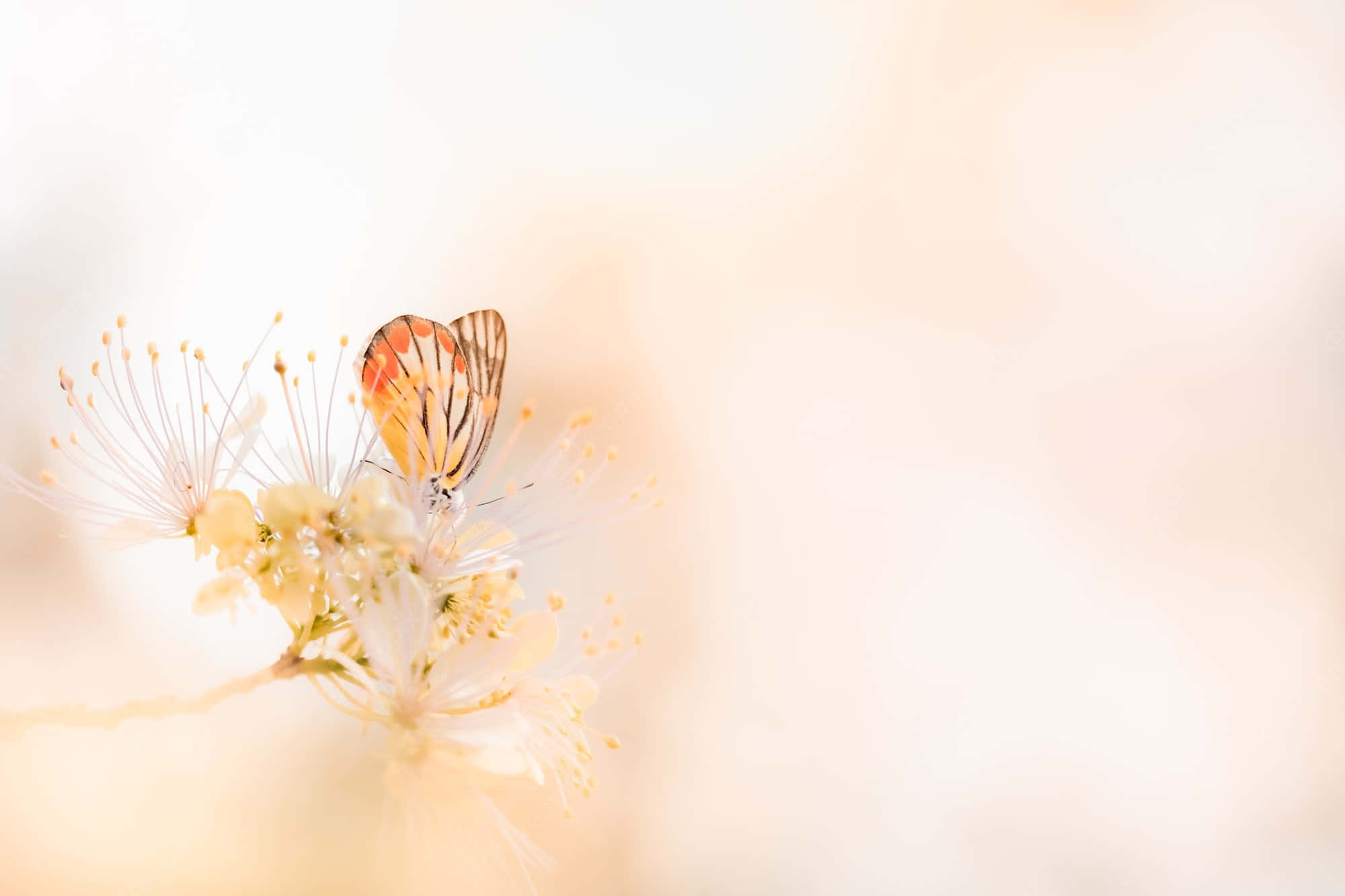 yellow flowers, butterflies, orange wings, Full HD Desktop Wallpaper