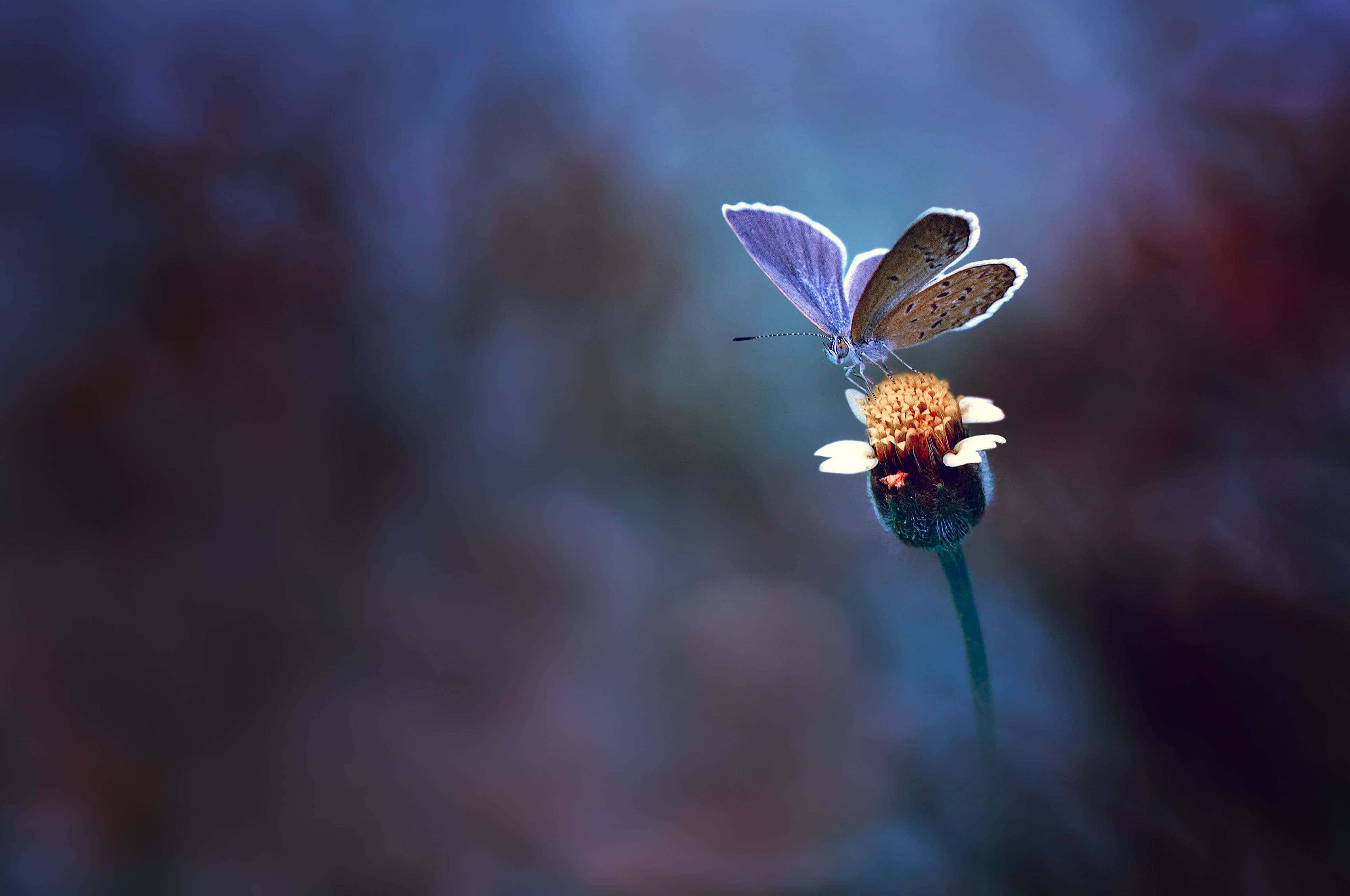 blue butterfly, white-petaled flower, twilight background, 2K Desktop Wallpaper