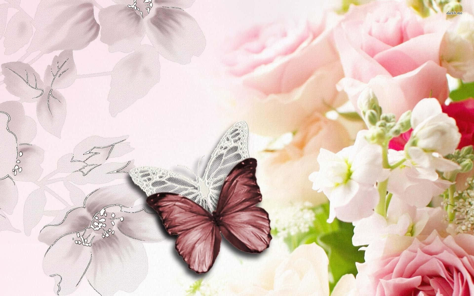 maroon, white, pink roses, Full HD Desktop Wallpaper