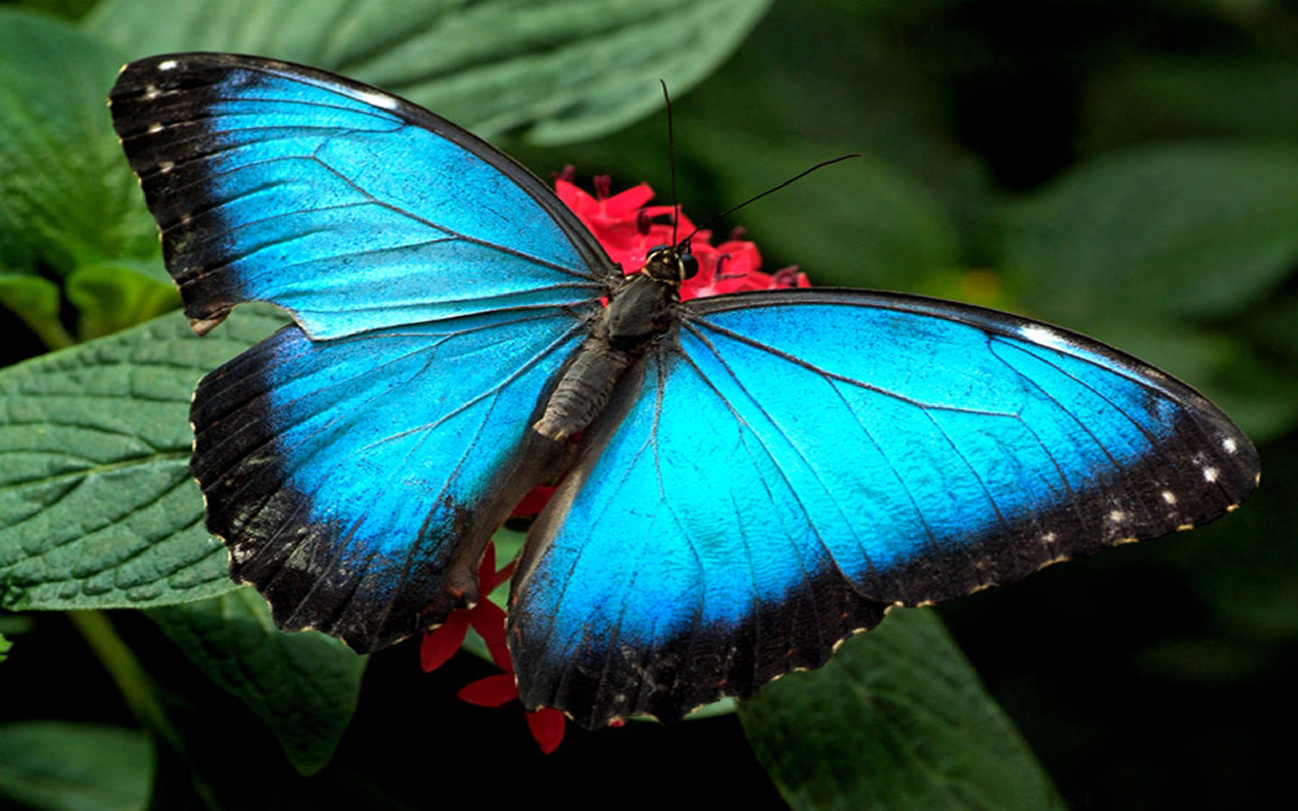 red flower, blue morpho butterfly, black-edged wings, 2K Desktop Wallpaper