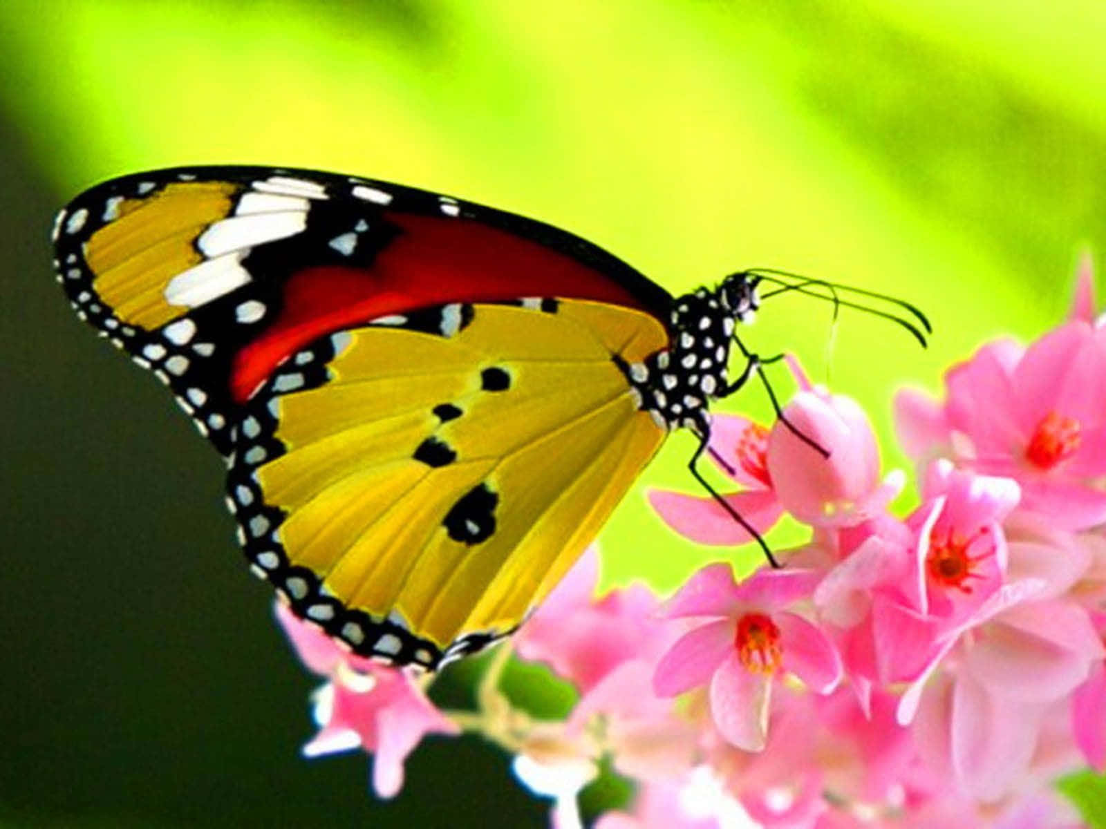 yellow butterfly, red and black butterfly, soft pink blossoms, HD Desktop Wallpaper