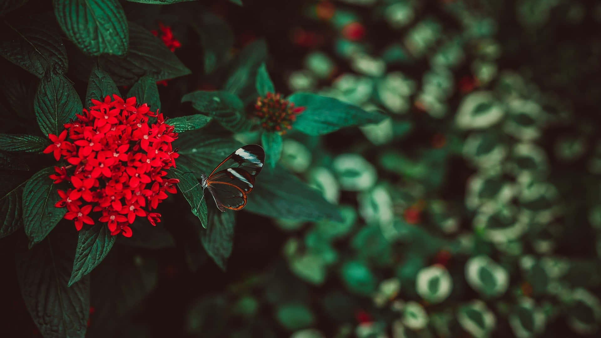glasswing butterfly, vibrant red flower cluster, lush green foliage, Full HD Desktop Wallpaper