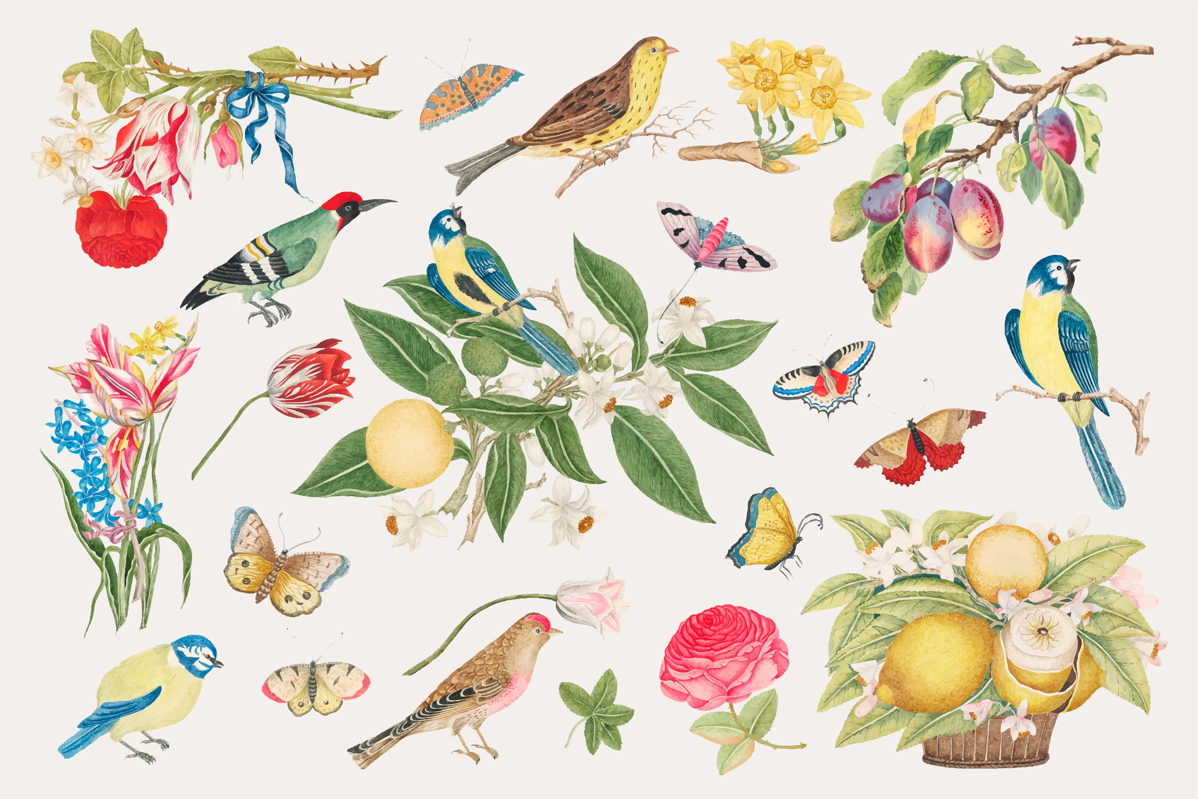 vintage nature illustration, colorful birds, butterflies, 4K Desktop Wallpaper