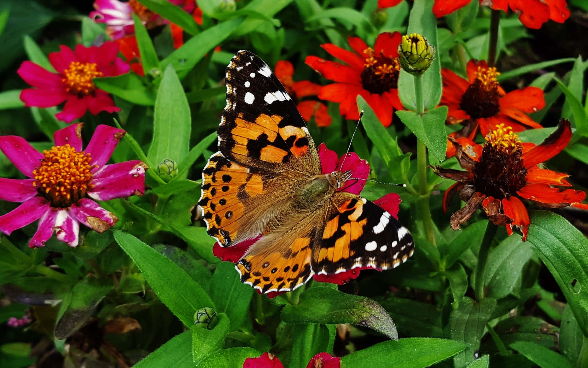 painted lady butterfly, pink zinnia, red blooms, Full HD Desktop Wallpaper