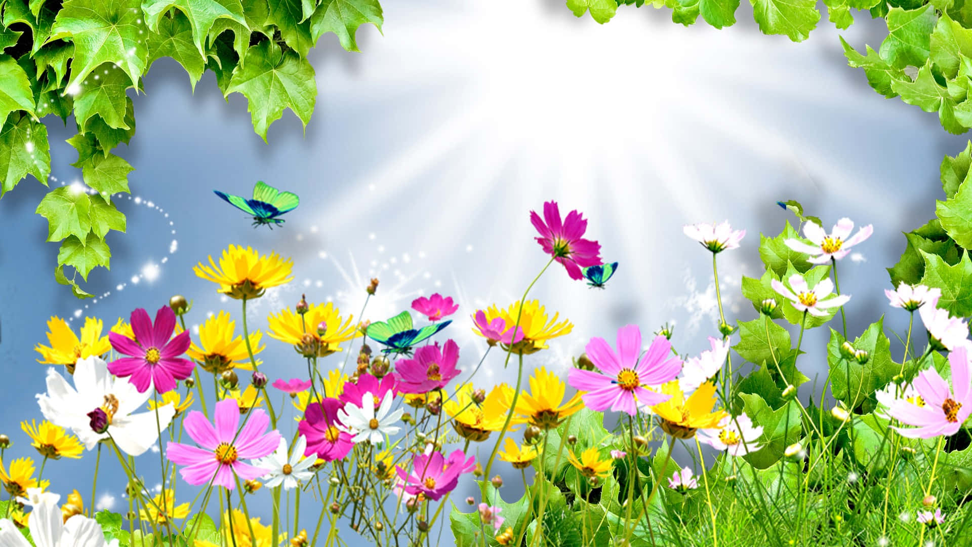 cosmos flowers, butterflies, sunbeams, Full HD Desktop Wallpaper