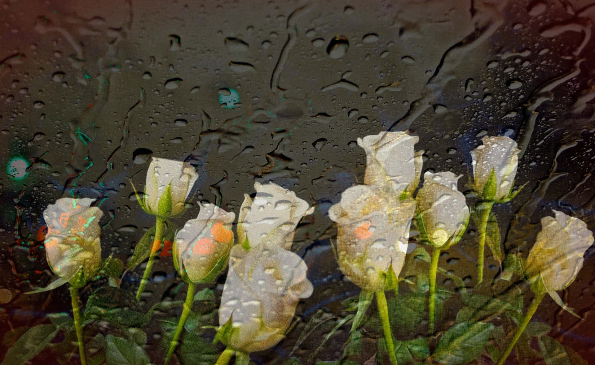 Rainy Window Roses, white roses, raindrops, Full HD Desktop Wallpaper