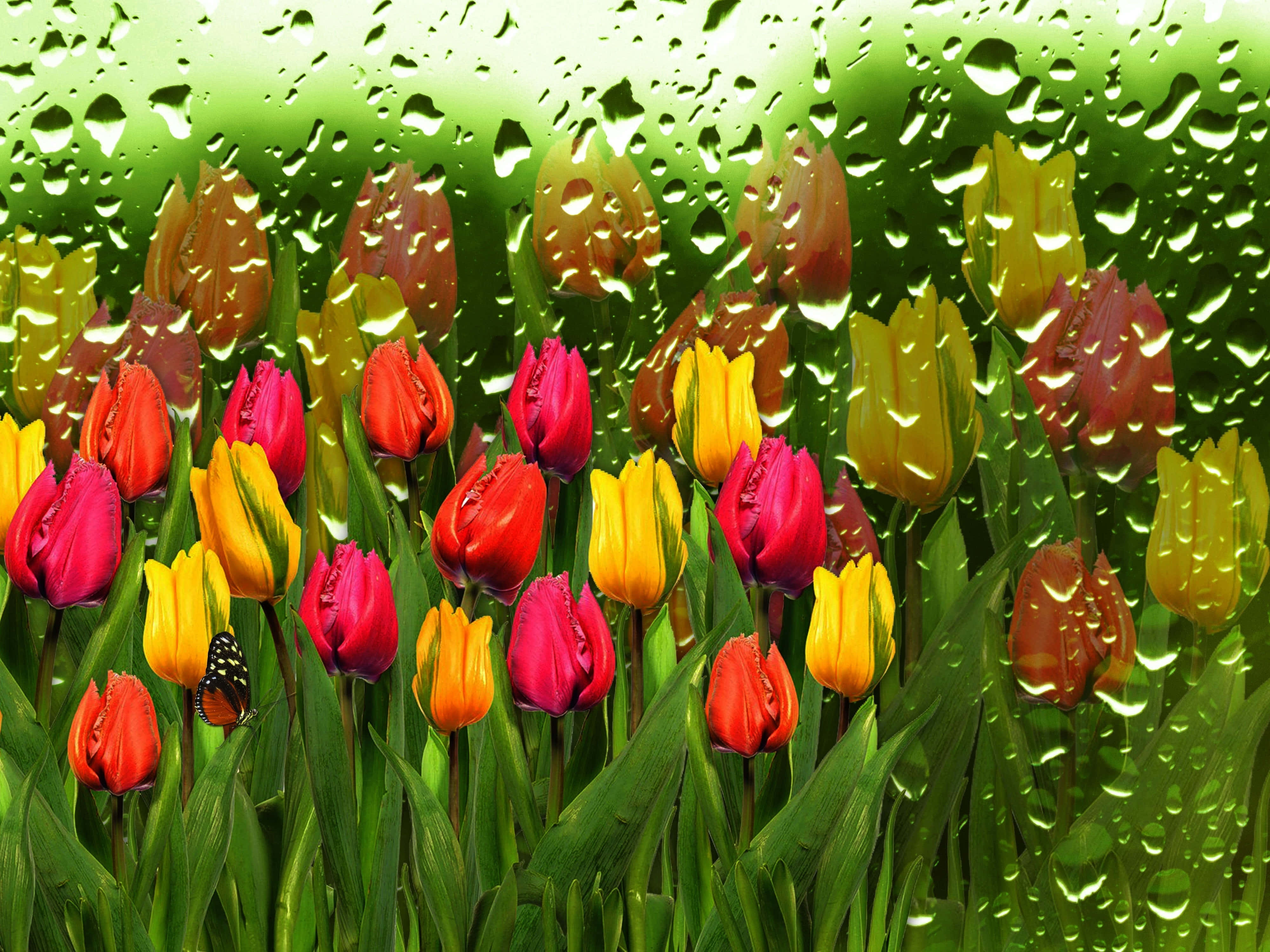 rainy tulip display, vibrant red and yellow tulips, rain-speckled window, 4K Desktop Wallpaper