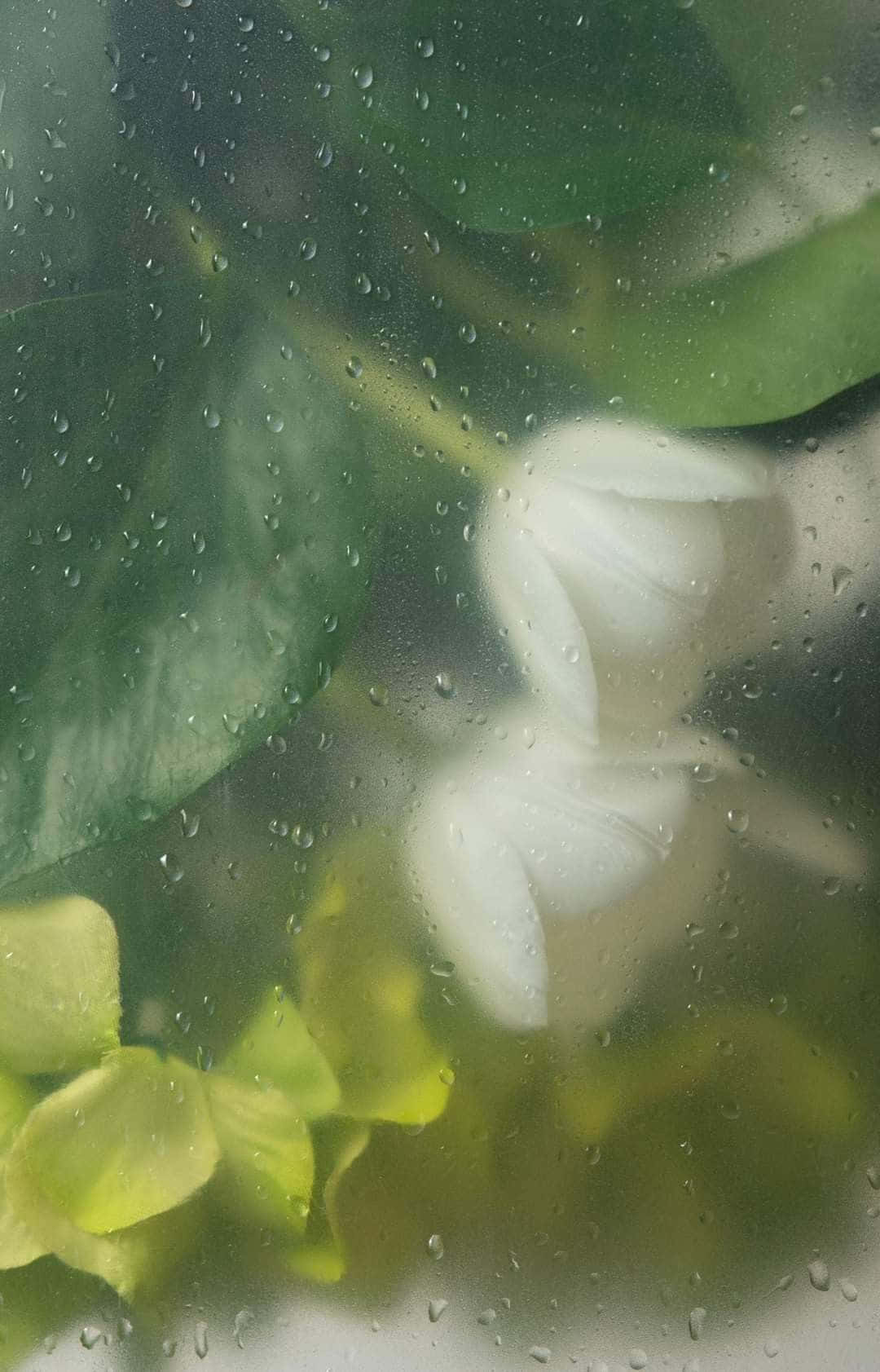 misty floral view, white and yellow flowers, rain-speckled window, HD Phone Wallpaper