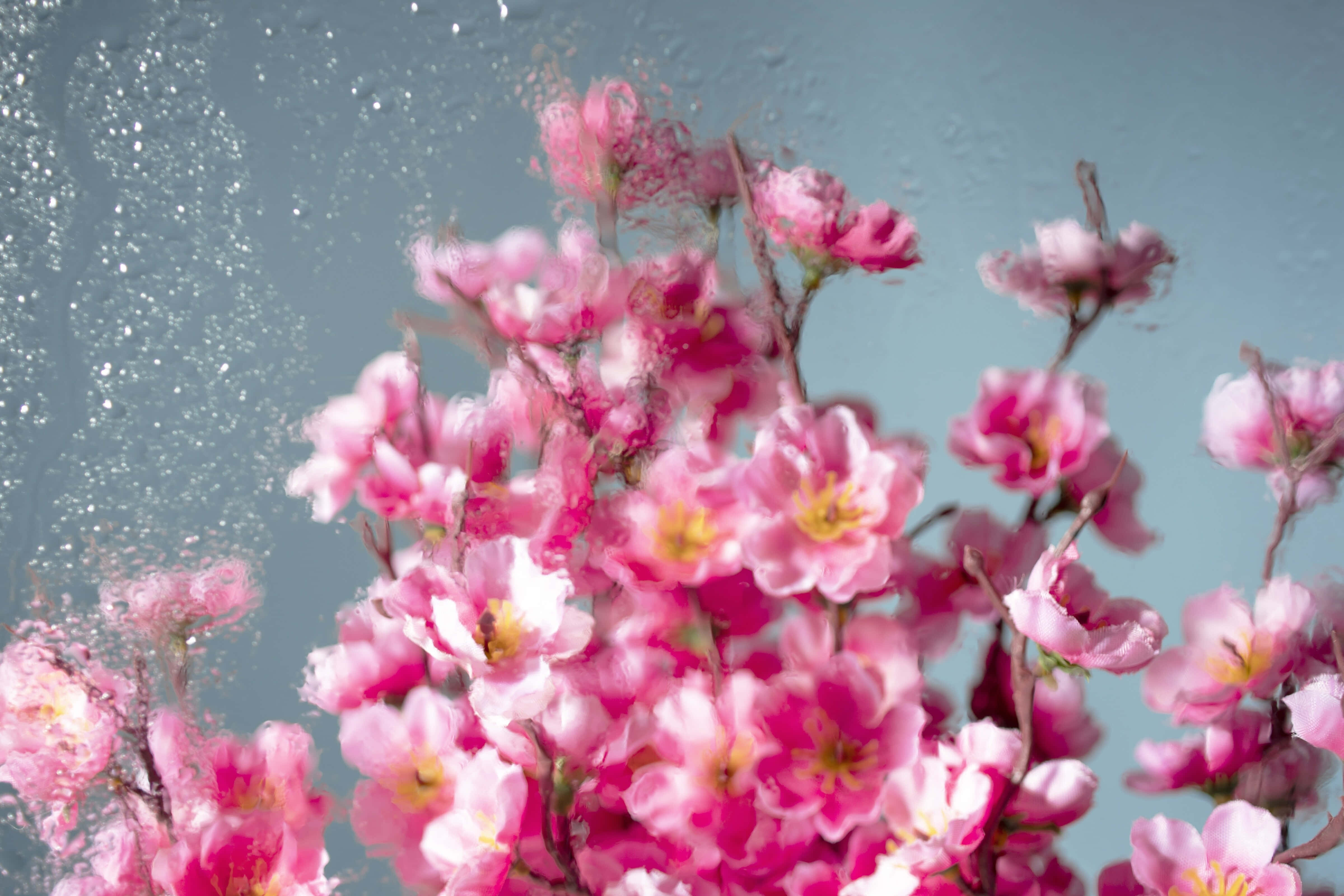 blossoms behind frosted glass, pink cherry blossoms, underwater, 4K Desktop Wallpaper