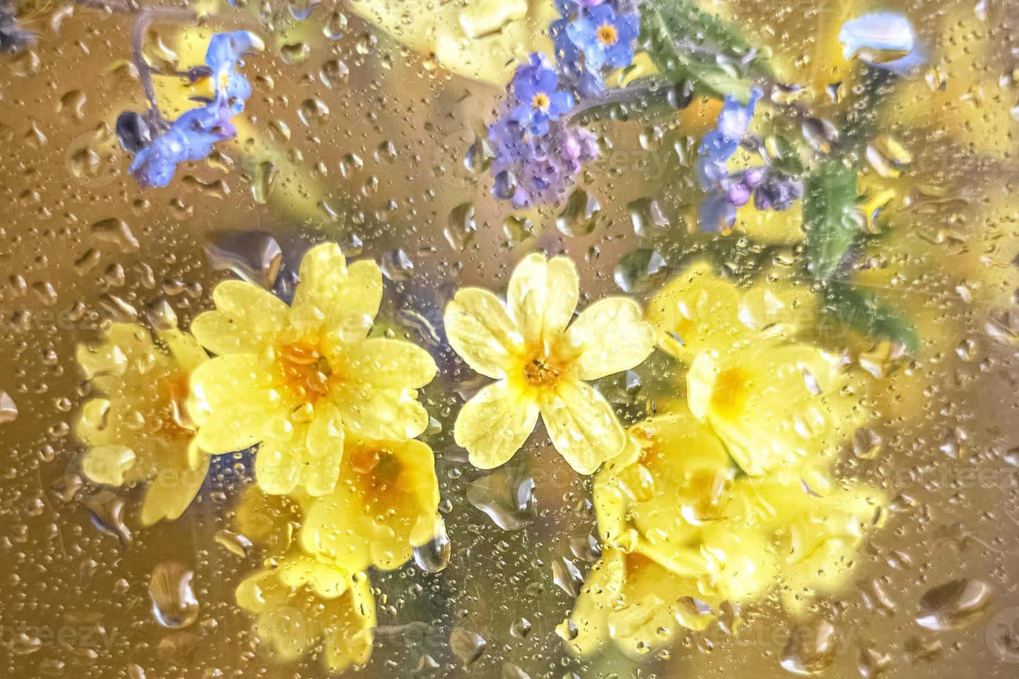 yellow blooms, blue flowers, rain-speckled glass, HD Desktop Wallpaper