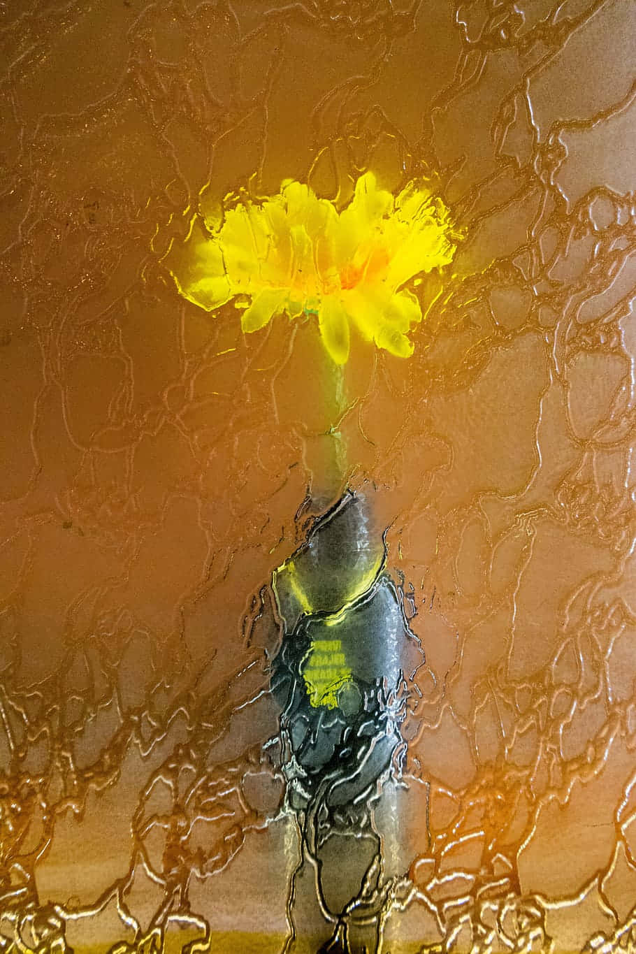 yellow flower, textured glass, amber-tinted glass, HD Phone Wallpaper