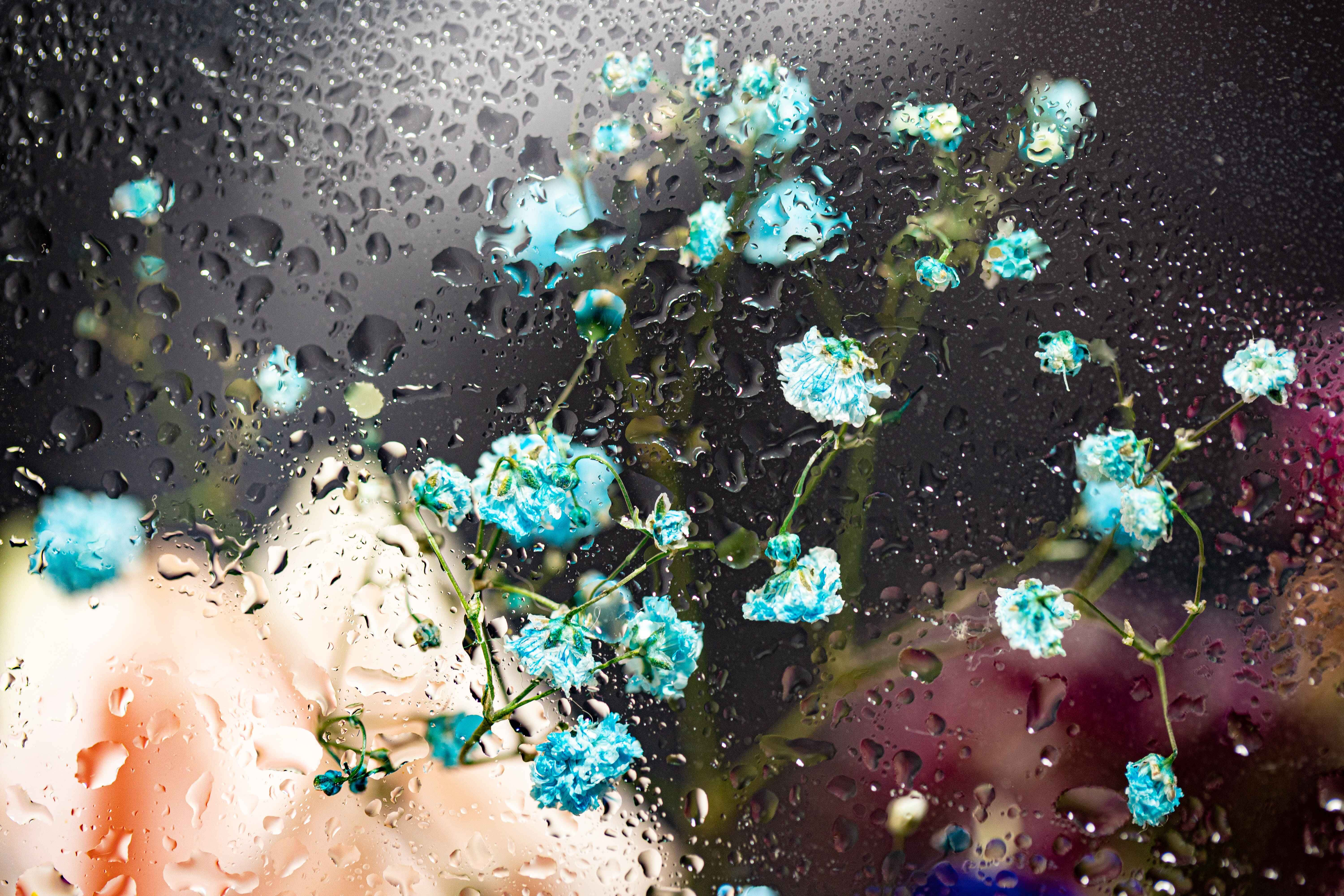 blue baby's breath flowers, rain-speckled window, blurred warm background, 5K Desktop Wallpaper