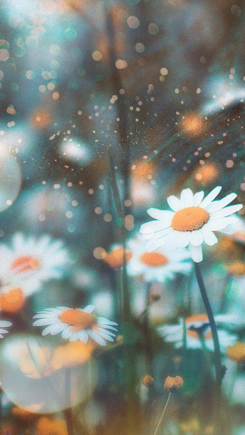 daisies, rainy glass, glowing bokeh lights, HD Phone Wallpaper