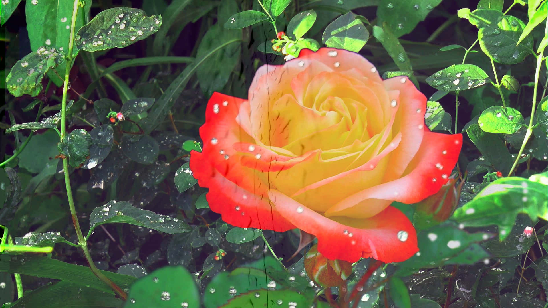vibrant red, yellow rose, dewdrops, Full HD Desktop Wallpaper