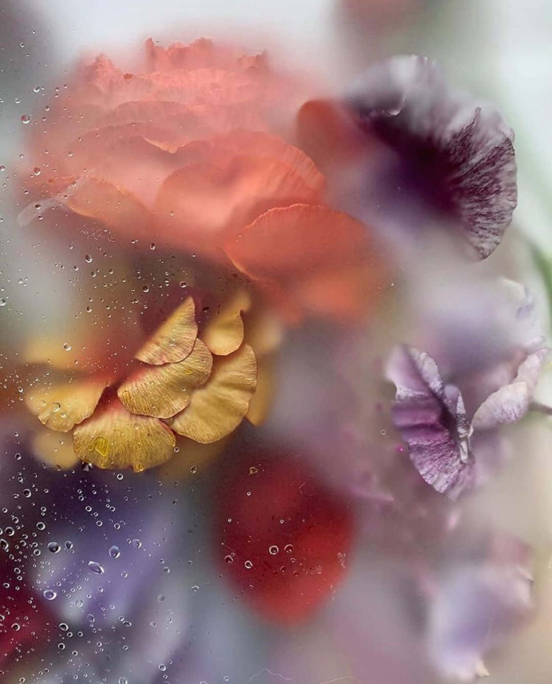 misty floral closeup, warm reds purples and yellows, rain-speckled glass pane, HD Phone Wallpaper