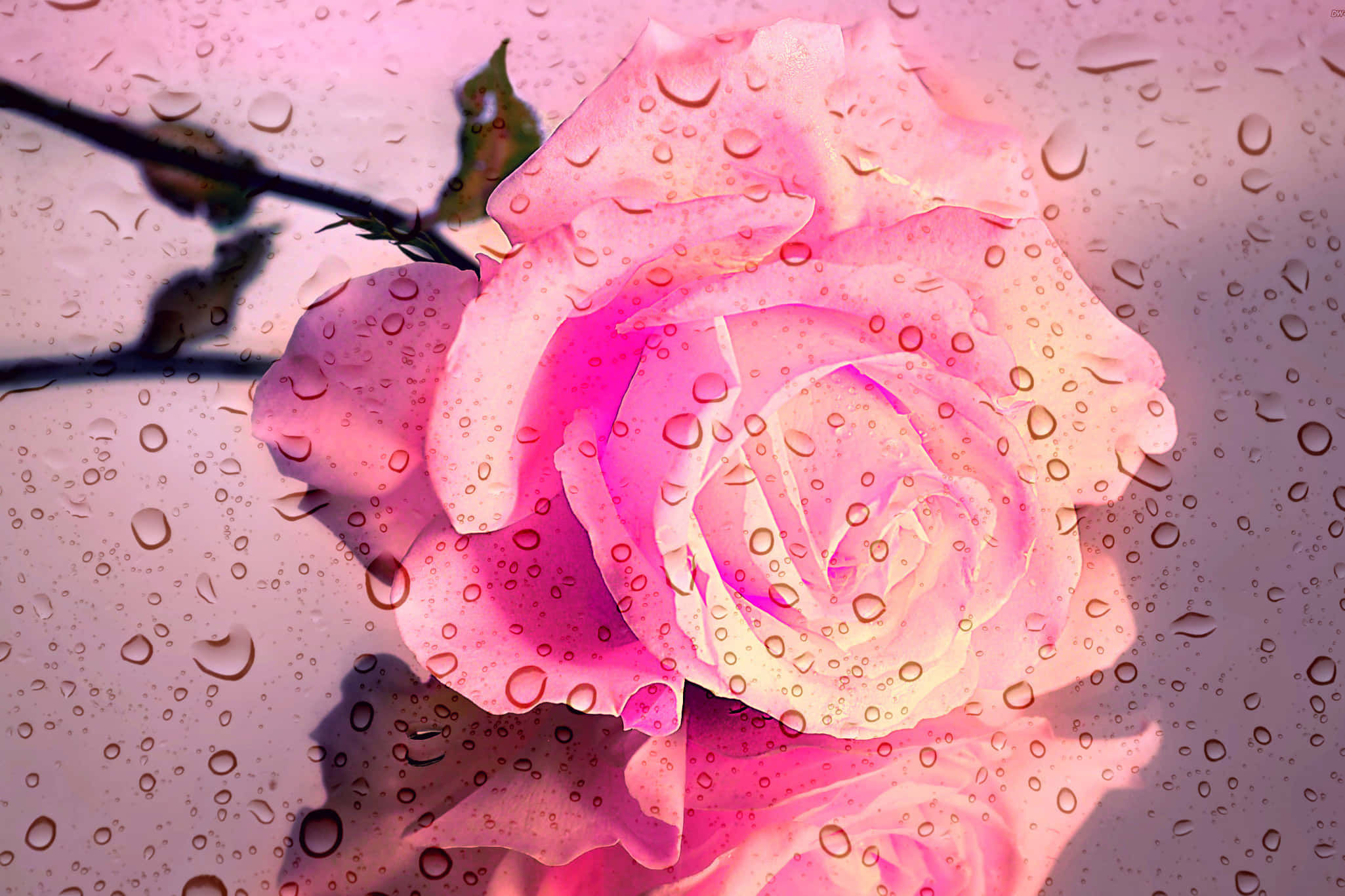 pink rose, raindrops, wet window pane, Full HD Desktop Wallpaper