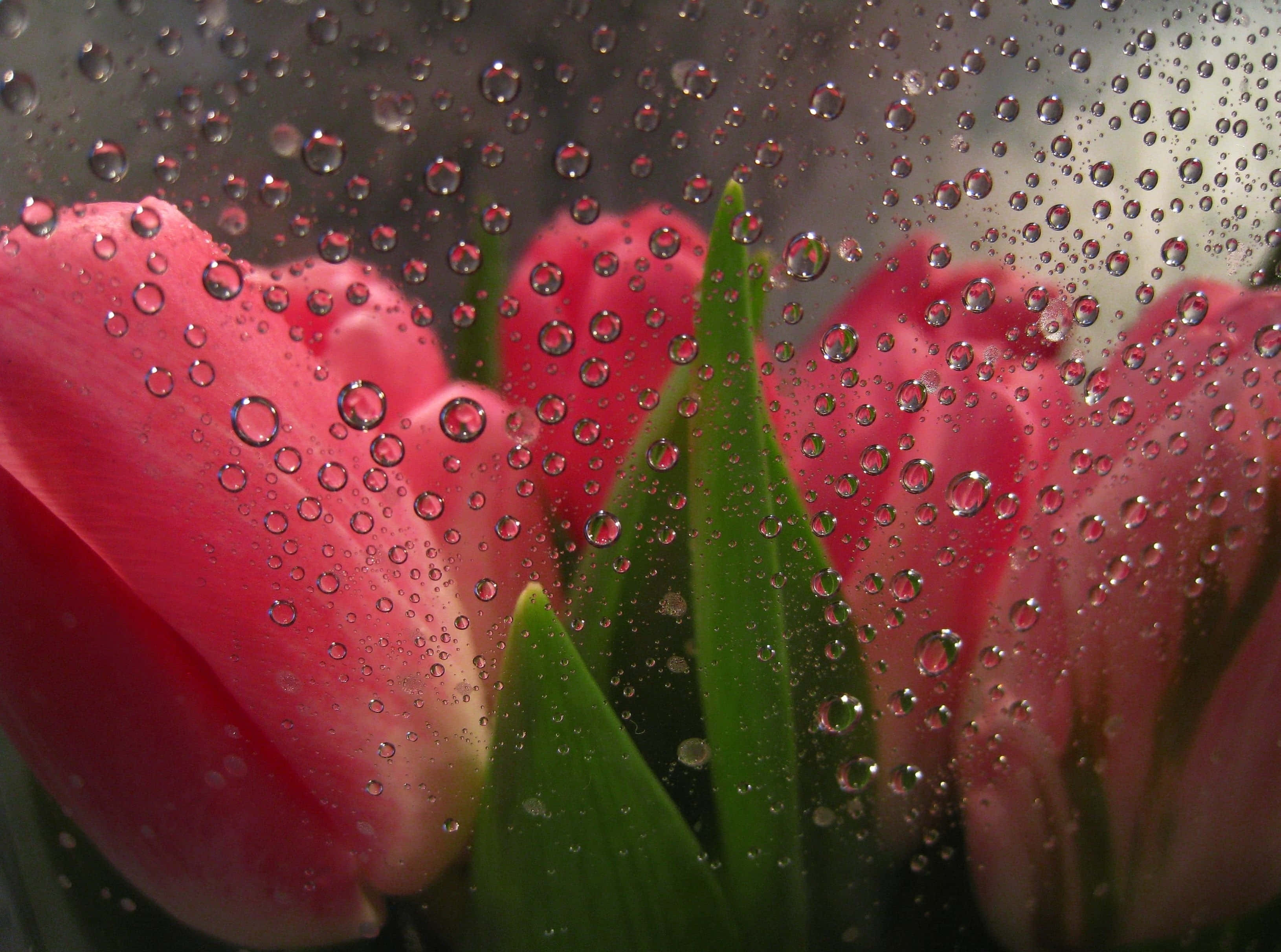 dewy tulips, rain-speckled window, droplets, 2K Desktop Wallpaper