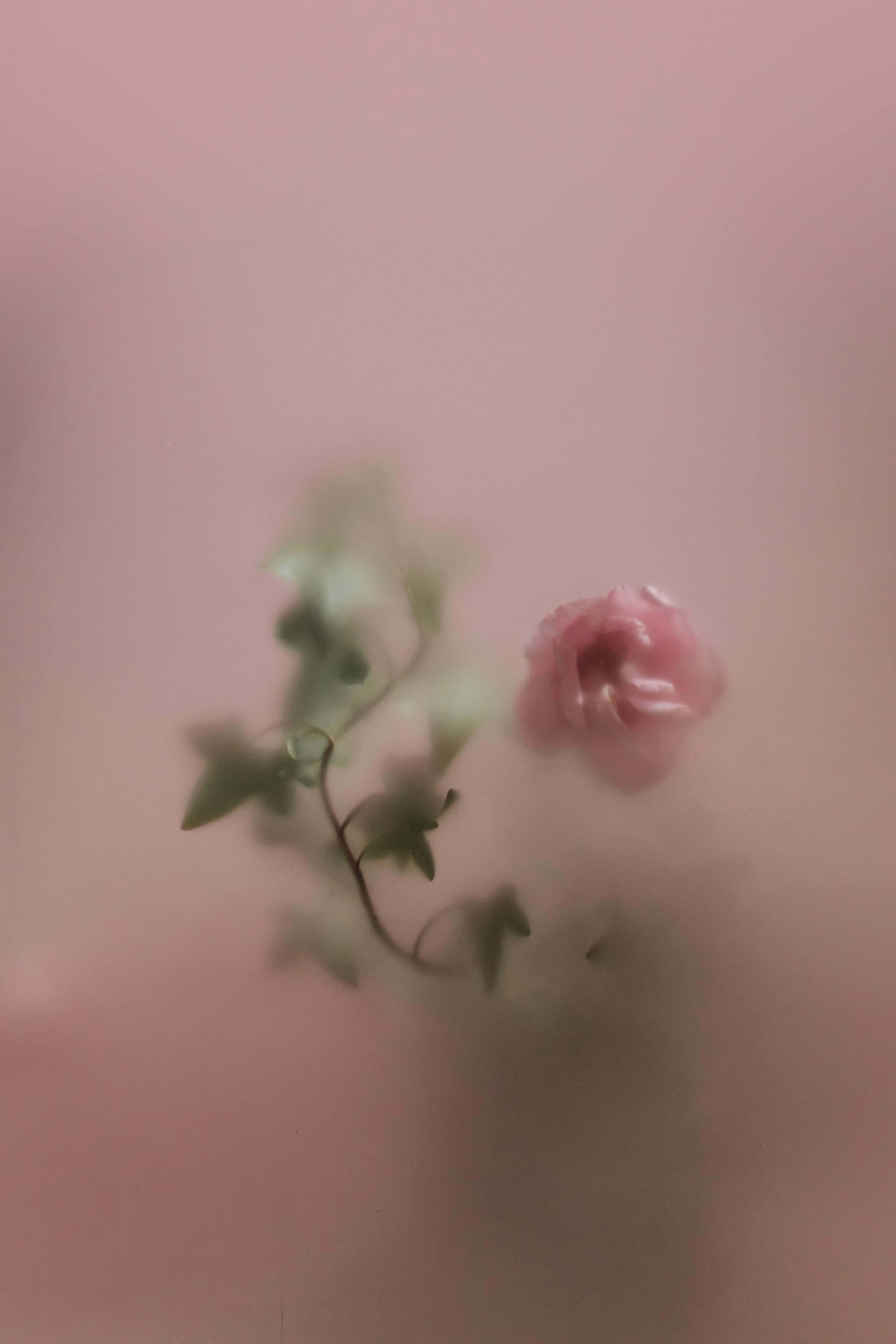 ethereal rose silhouette, soft pink rose, trailing green vines, 4K Phone Wallpaper