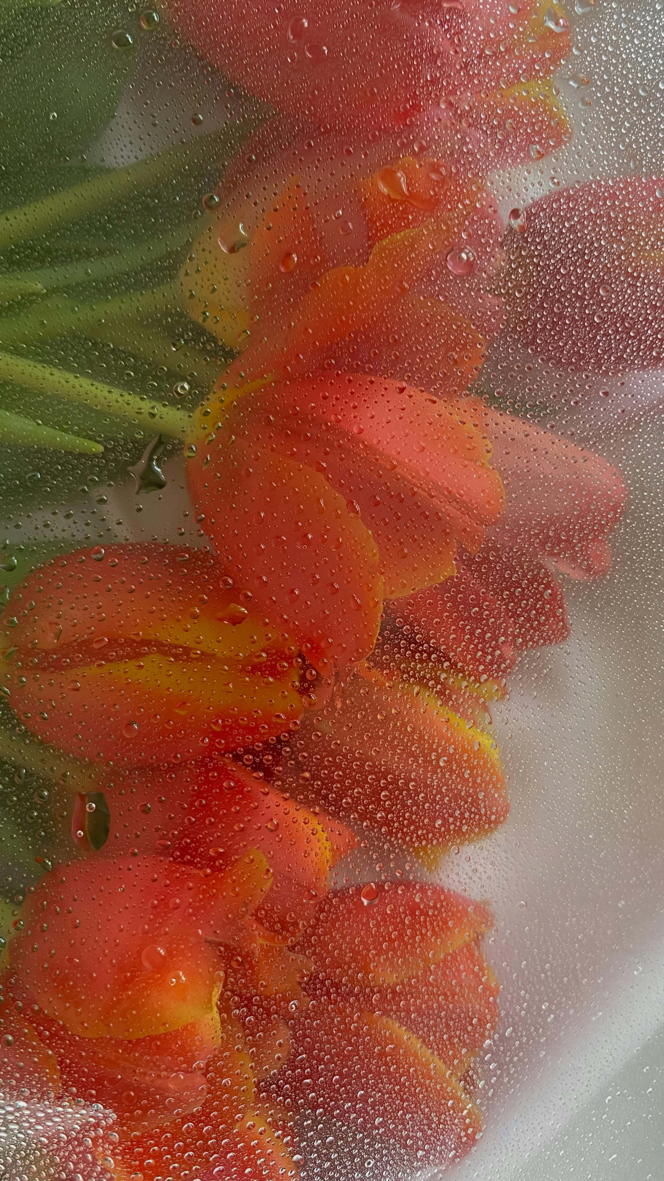 misty floral condensation, vibrant red, yellow tulips, 4K Phone Wallpaper