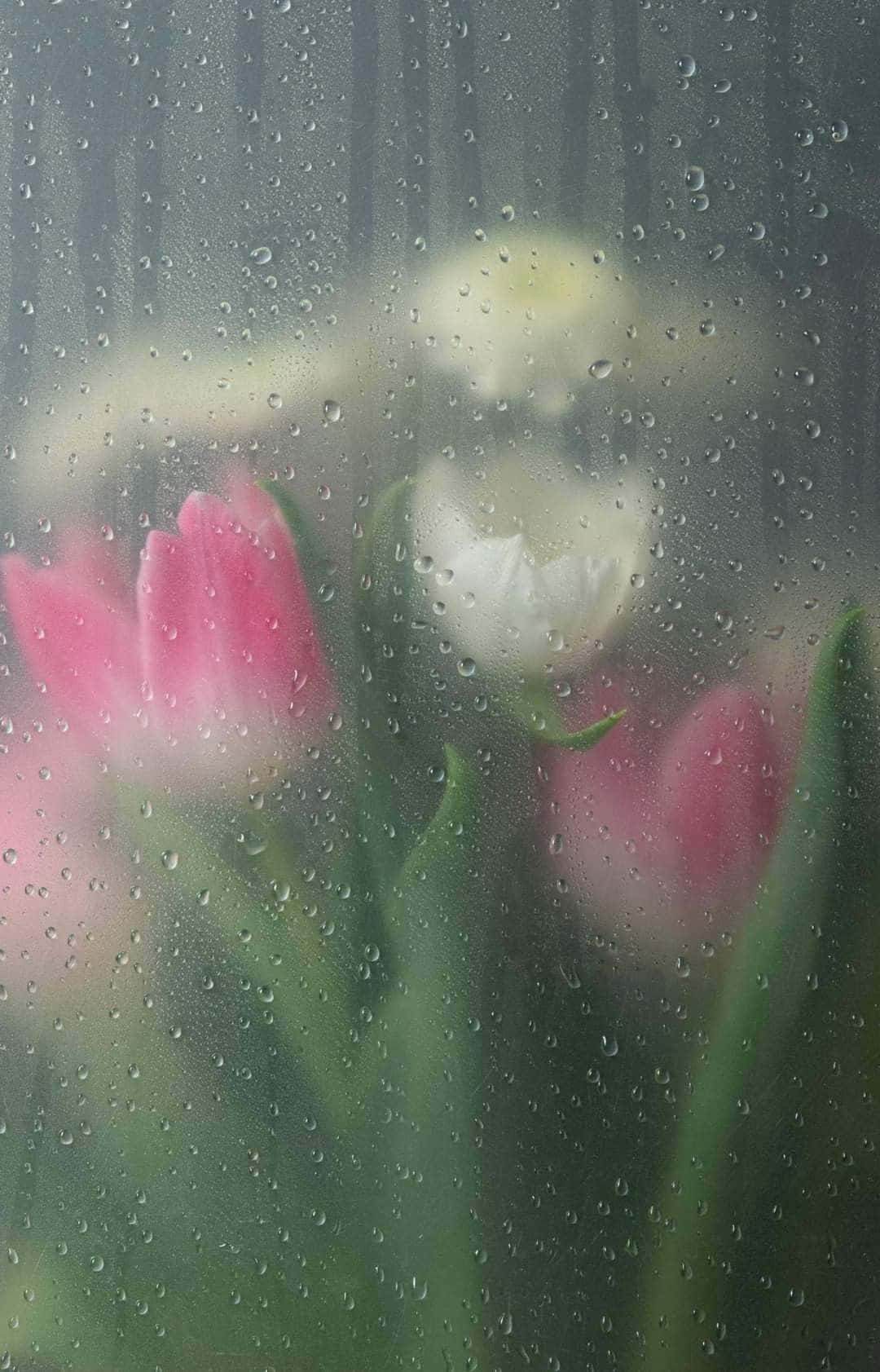 misty tulips, wet glass, rain-speckled window, HD Phone Wallpaper