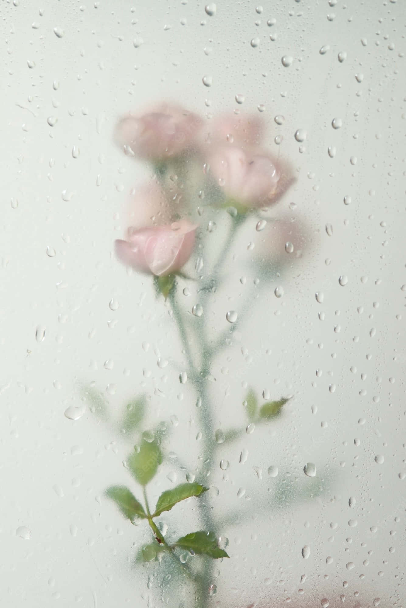 Misty Rose, water droplets, rain-slicked glass, Full HD Phone Wallpaper