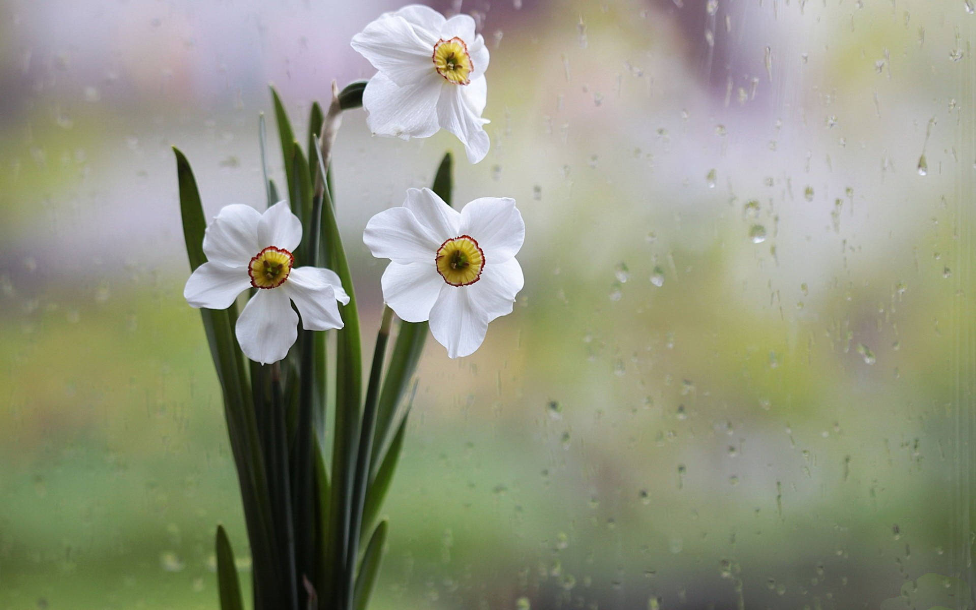 white daffodils, yellow centers, rain-speckled window, Full HD Desktop Wallpaper