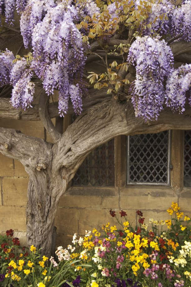 wisteria tree, cascading purple blooms, stone building, SD Phone Wallpaper
