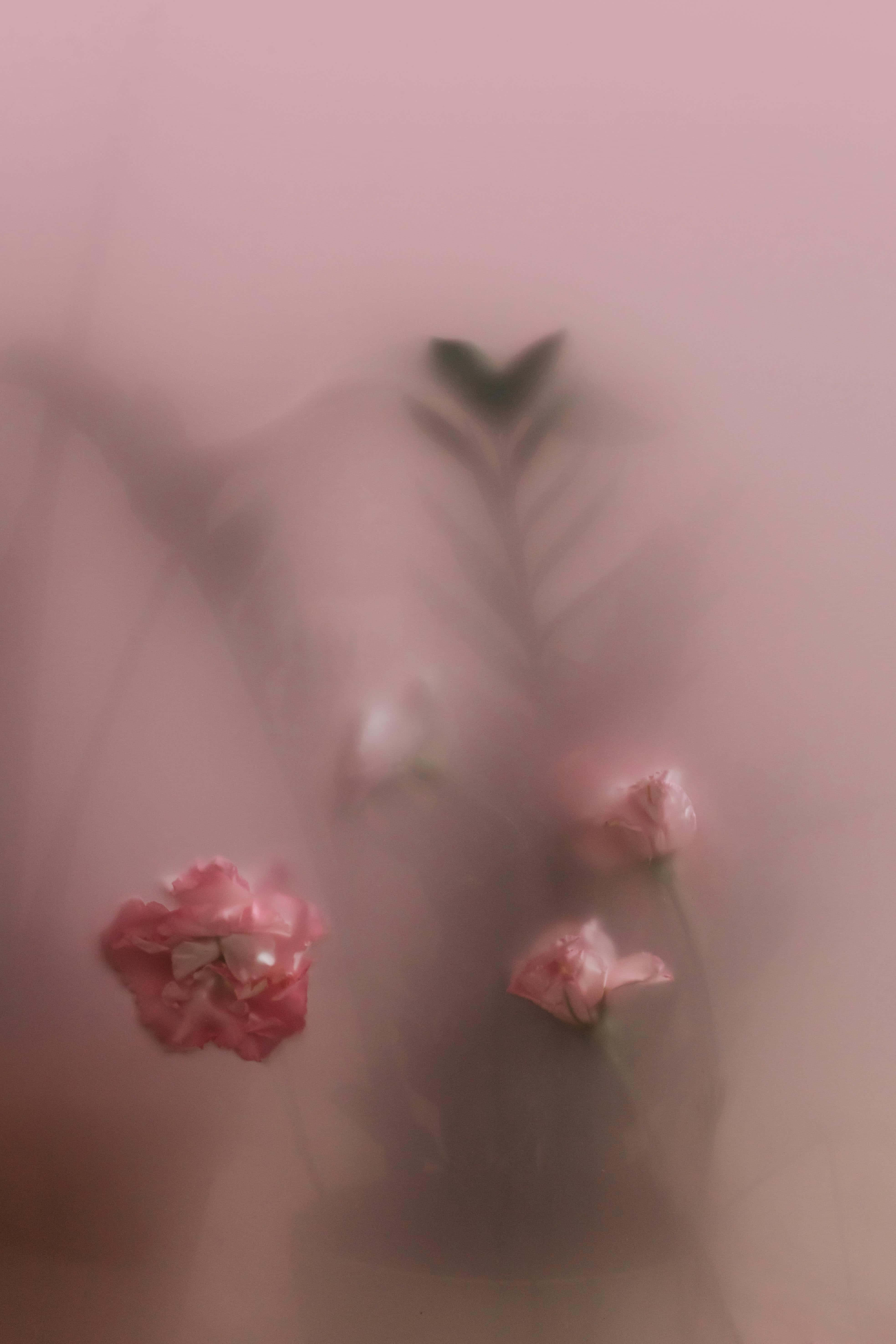 soft pink carnations, translucent fabric, dreamy ethereal floral composition, 5K Phone Wallpaper