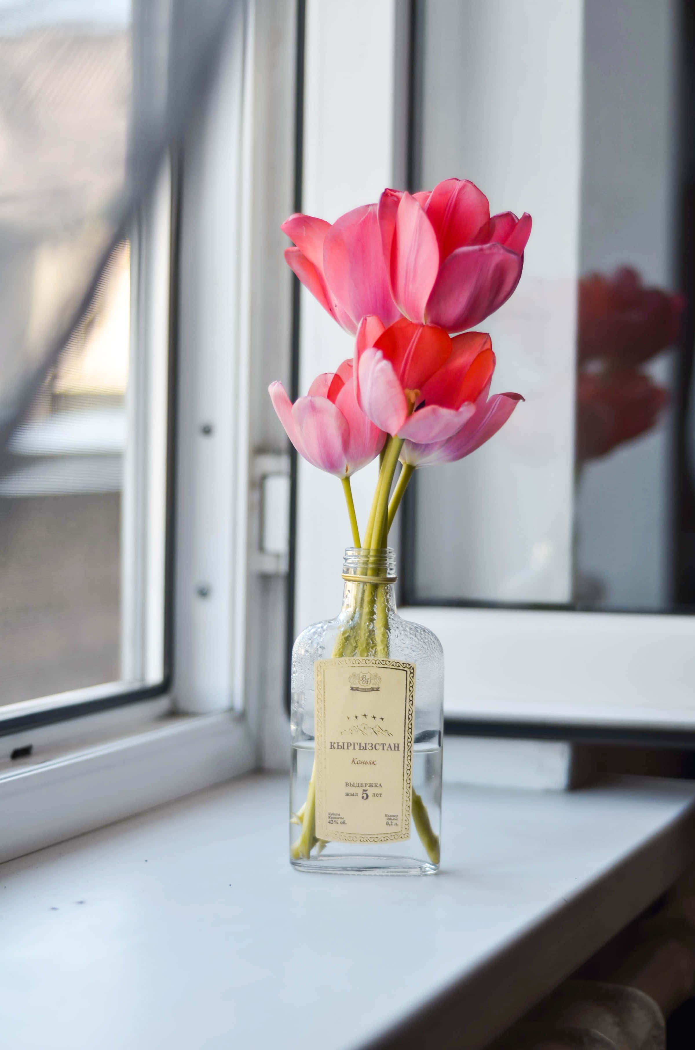 vintage glass bottle, sunlit windowsill, vibrant pink, 2K Phone Wallpaper