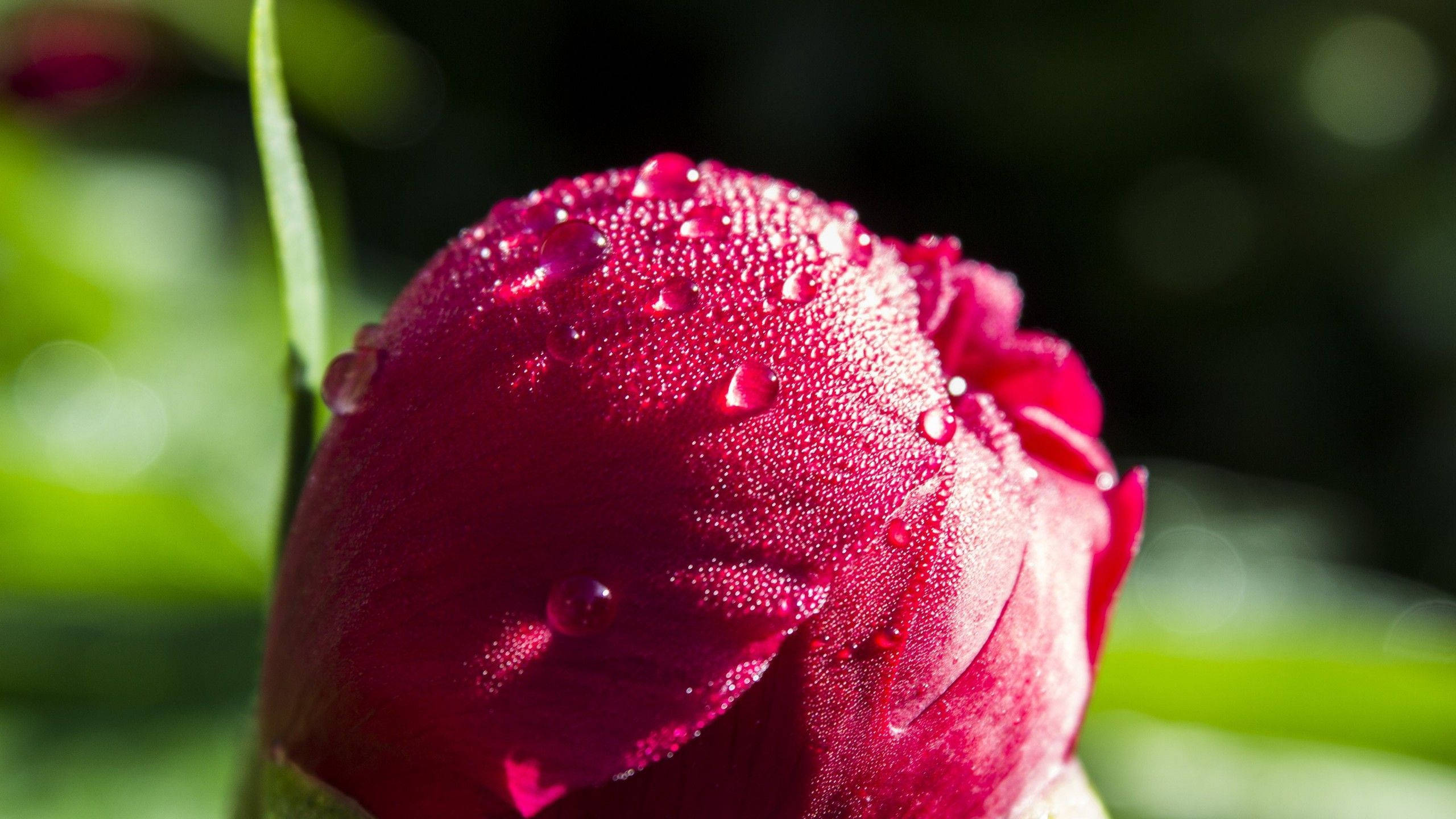 flower 4k red bud, deep red peony bud, dewdrops, 2K Desktop Wallpaper