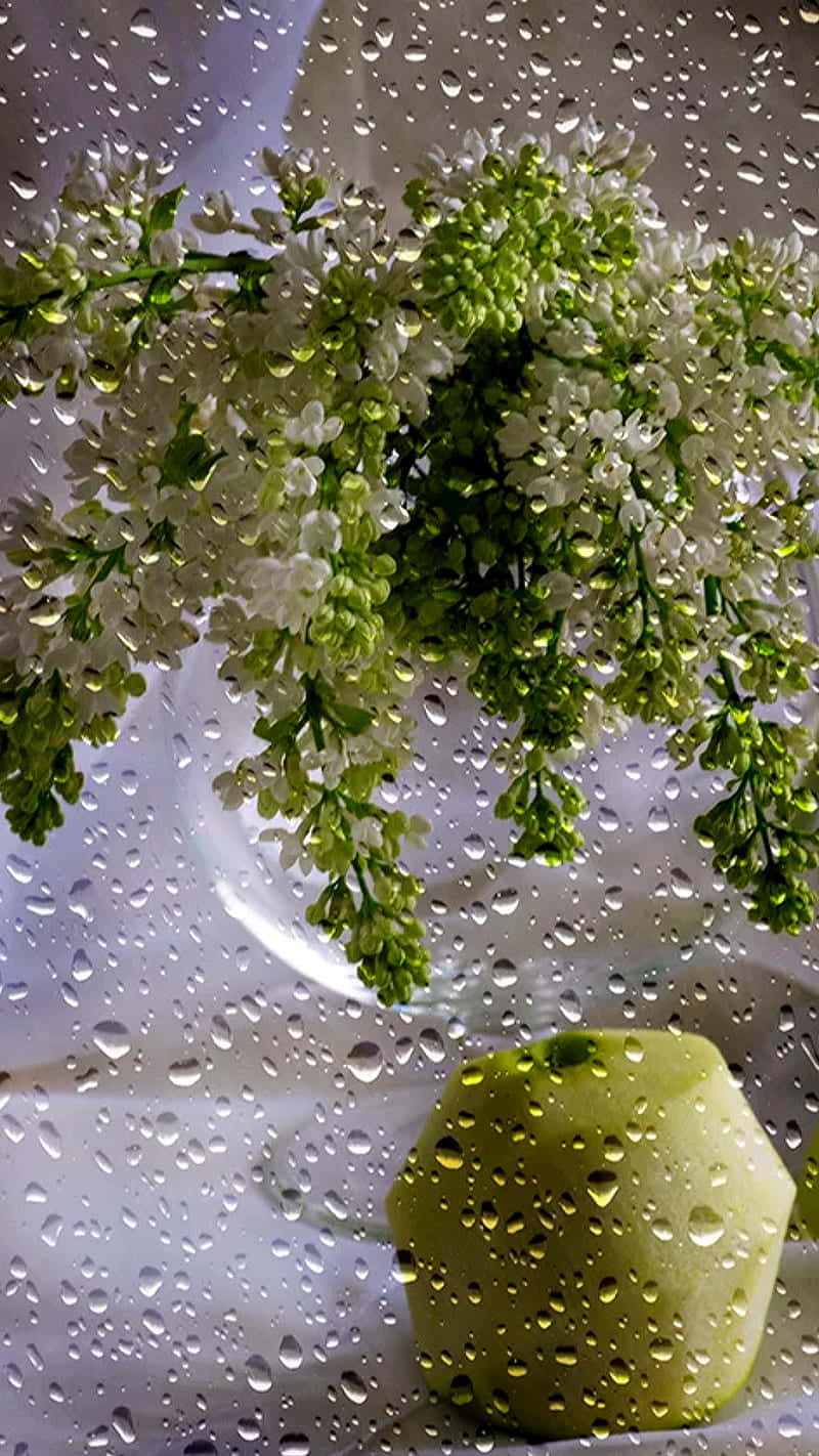 lilac blooms, green apple, rain-speckled window, HD Phone Wallpaper