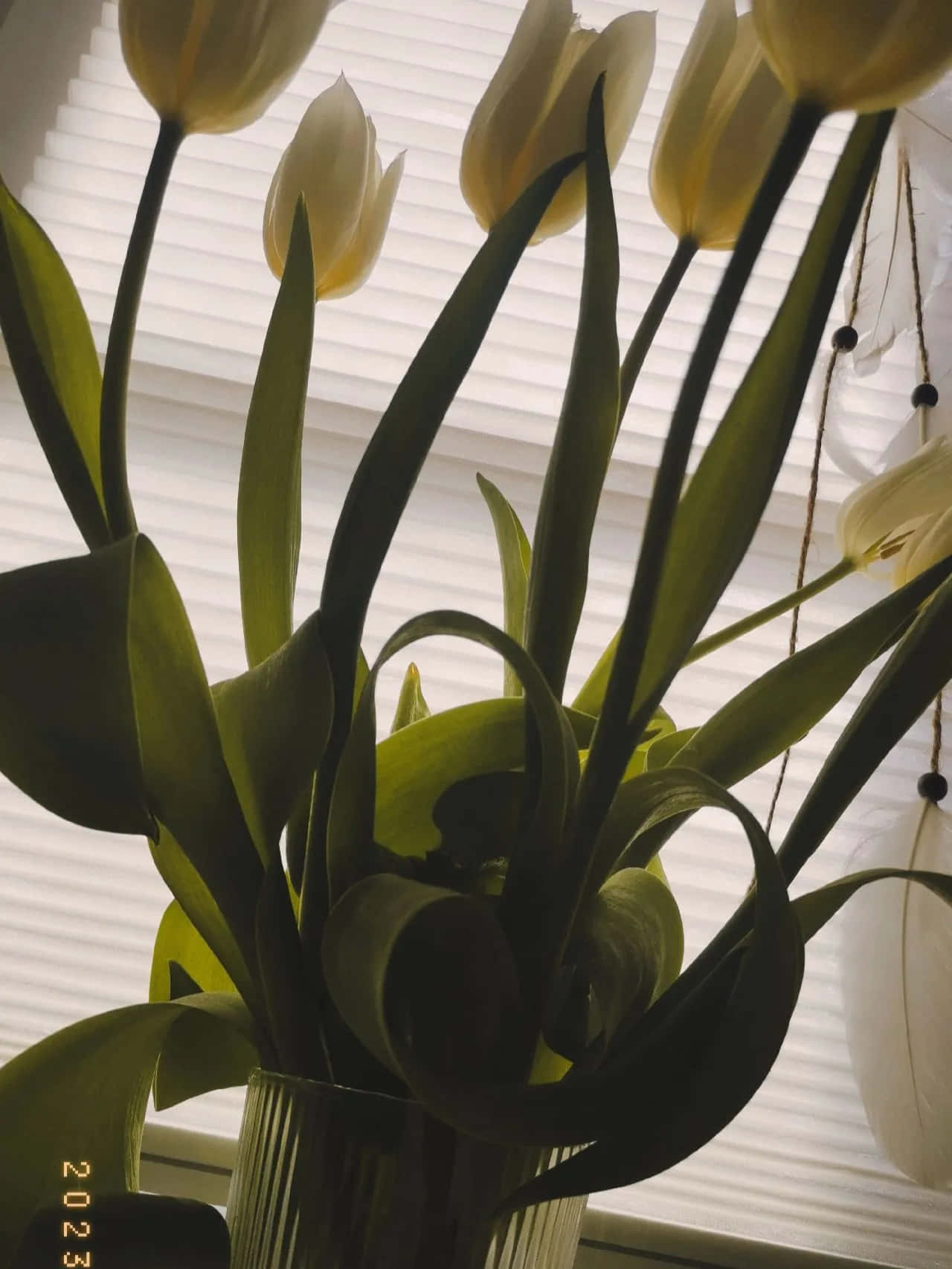 white tulips, green stems and leaves, glass vase, HD Phone Wallpaper
