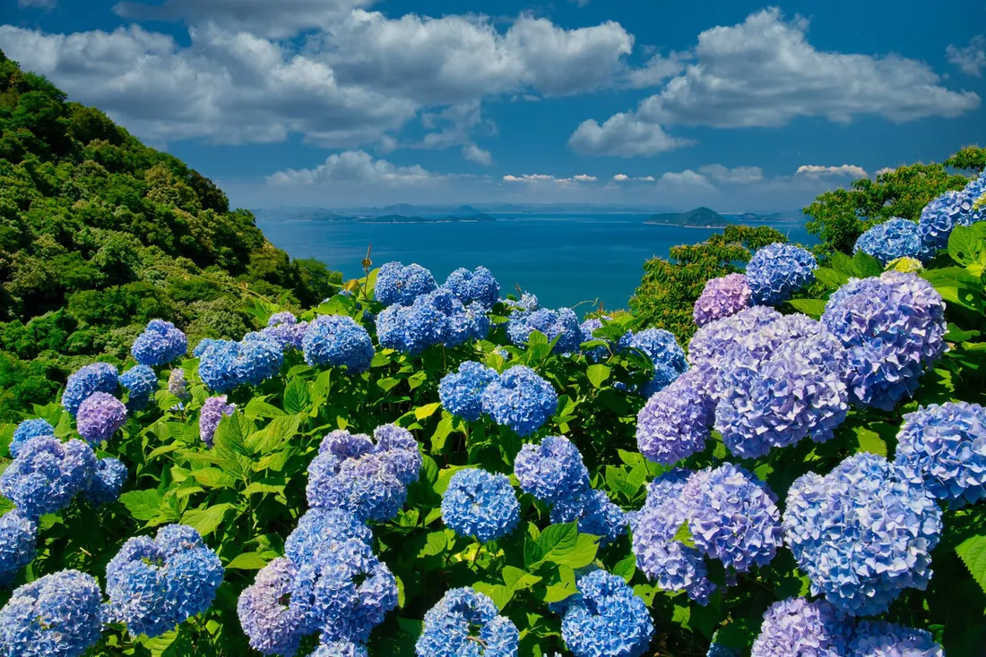 Flowers Laptop