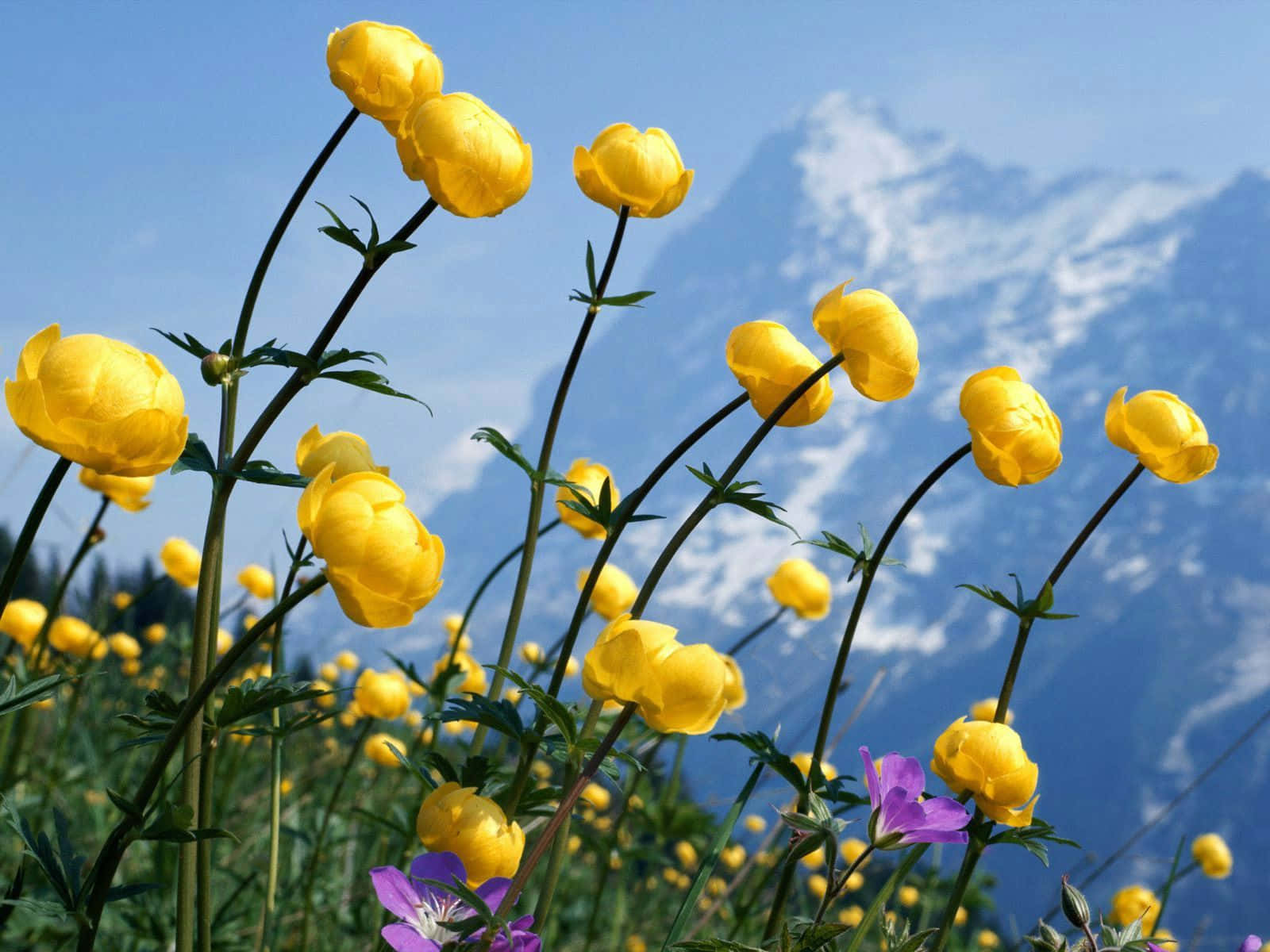 flowers laptop, buttercups, meadow, HD Desktop Wallpaper