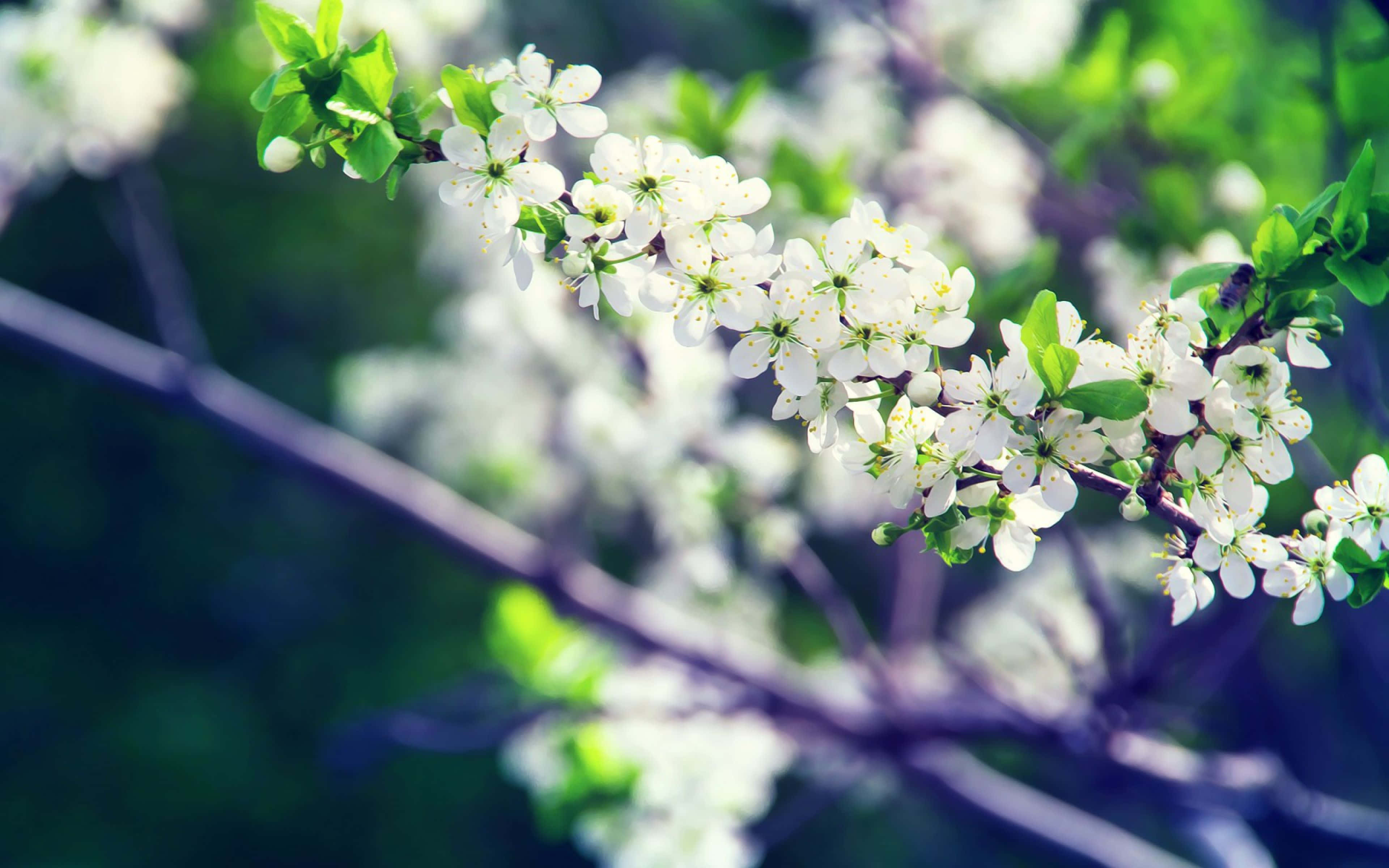 white flowering tree, green leaves, blurred natural backdrop, 4K Desktop Wallpaper