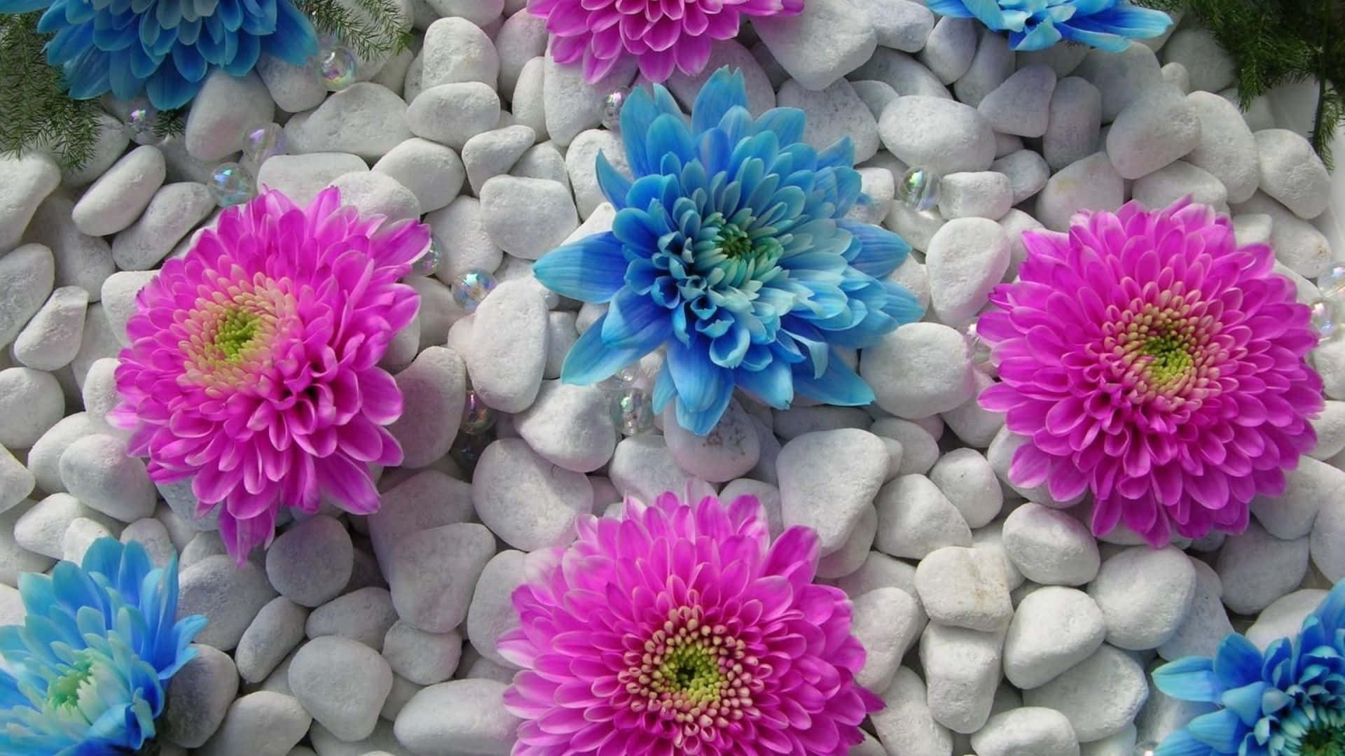 pink chrysanthemums, blue chrysanthemums, white river rocks, Full HD Desktop Wallpaper