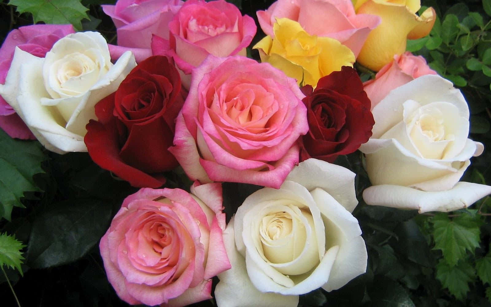flowers laptop, floral design, vibrant roses, HD Desktop Wallpaper