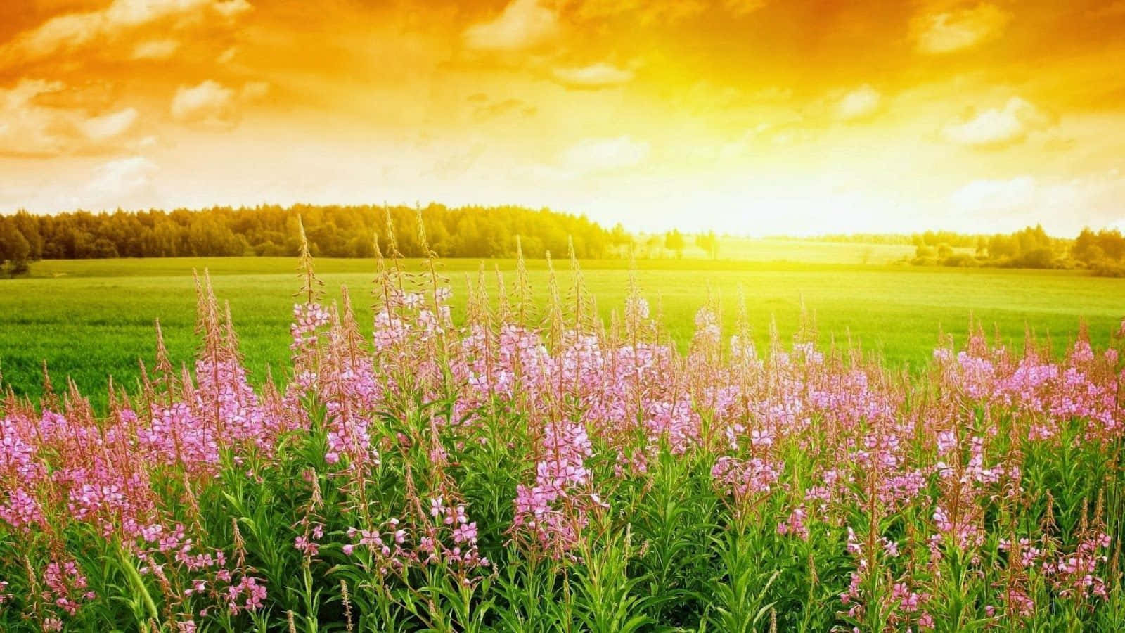 pink wildflowers, golden sunset sky, soft clouds, HD Desktop Wallpaper