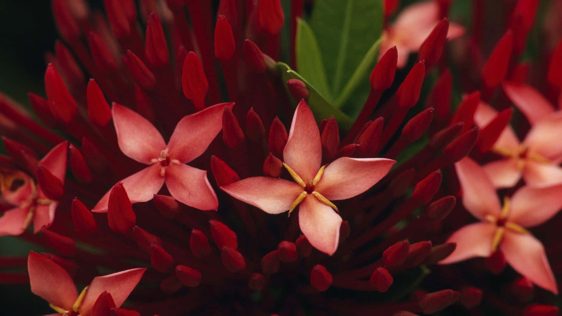 flowers laptop, vibrant pink flowers, yellow centers, Full HD Desktop Wallpaper