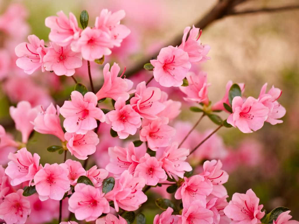 flowers laptop, bright pink, colorful flowers, SD Desktop Wallpaper