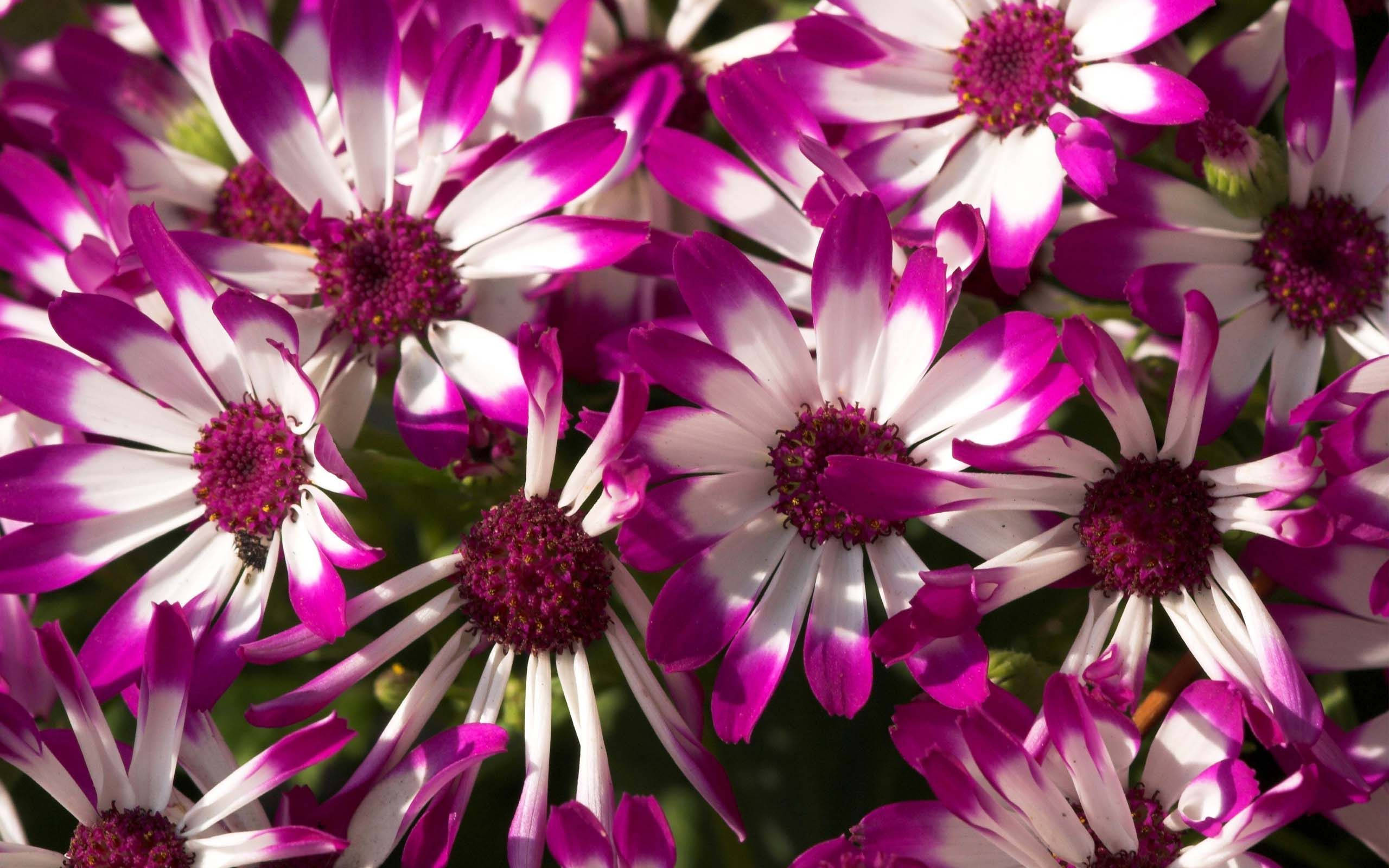purple flower, white centered petals, daisies, 2K Desktop Wallpaper